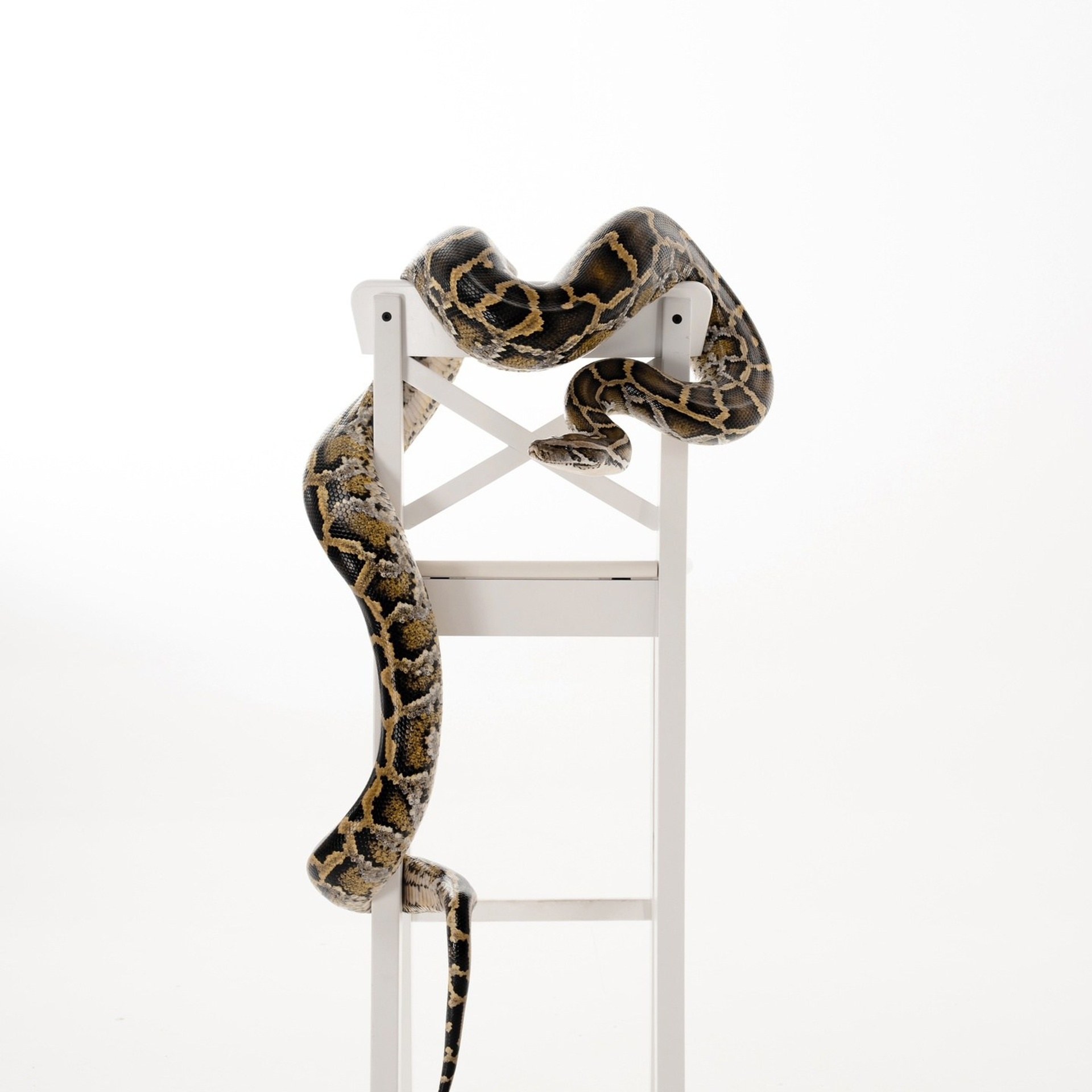 Змеи/питон/удав