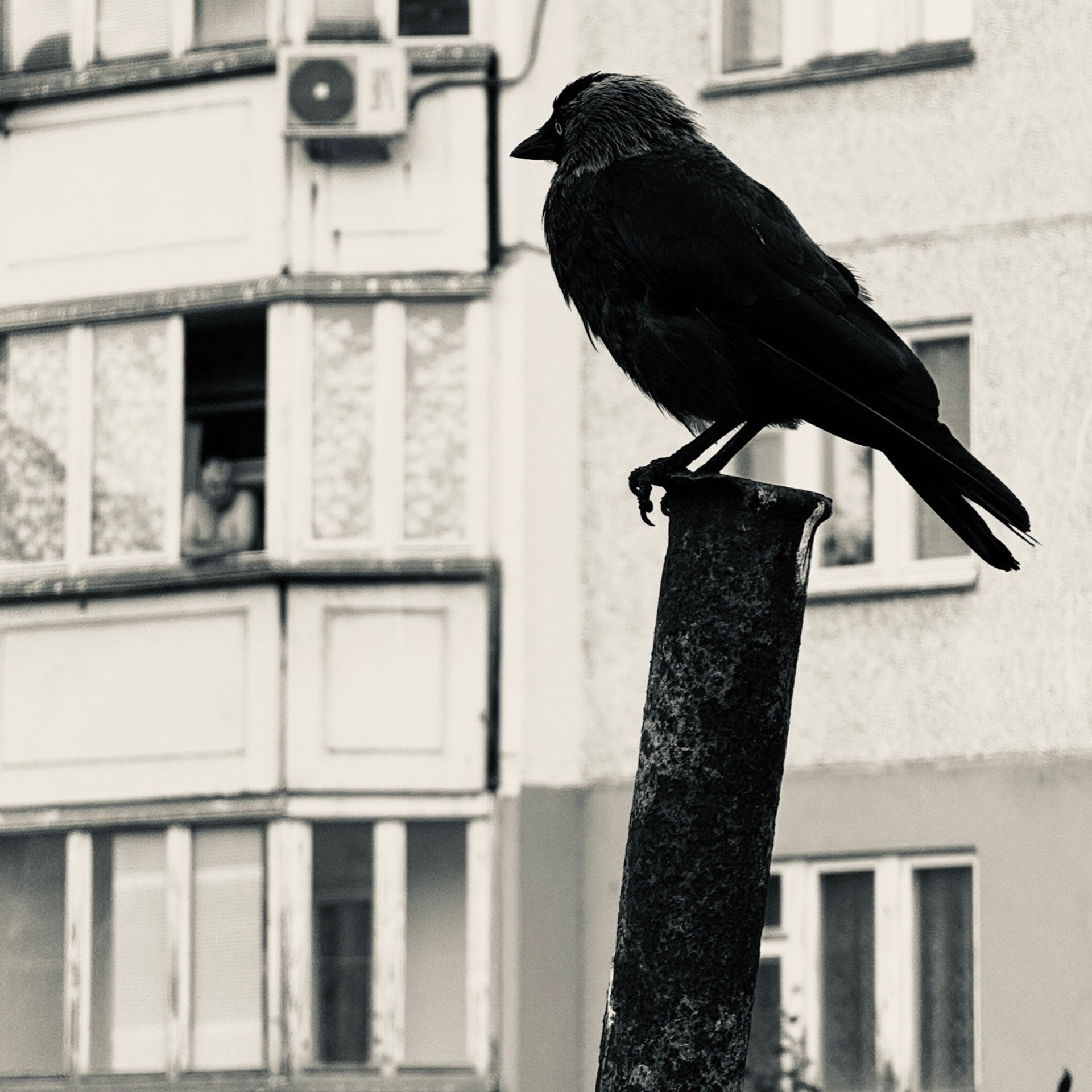 Животные / Animals. Профессиональный портретный фотограф в Орле Шестопалова Юлия