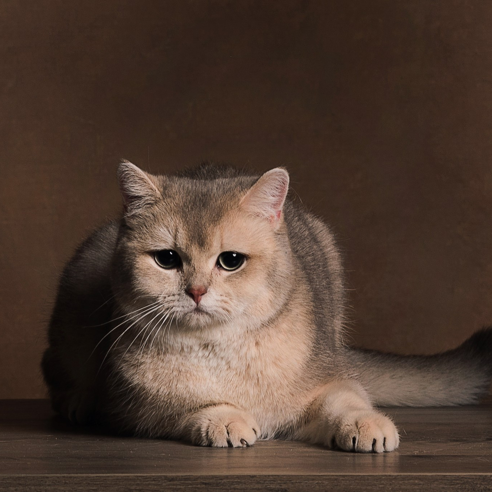 Алексей и коты. Фотографы в Орле Шестопаловы Юлия и Юрий