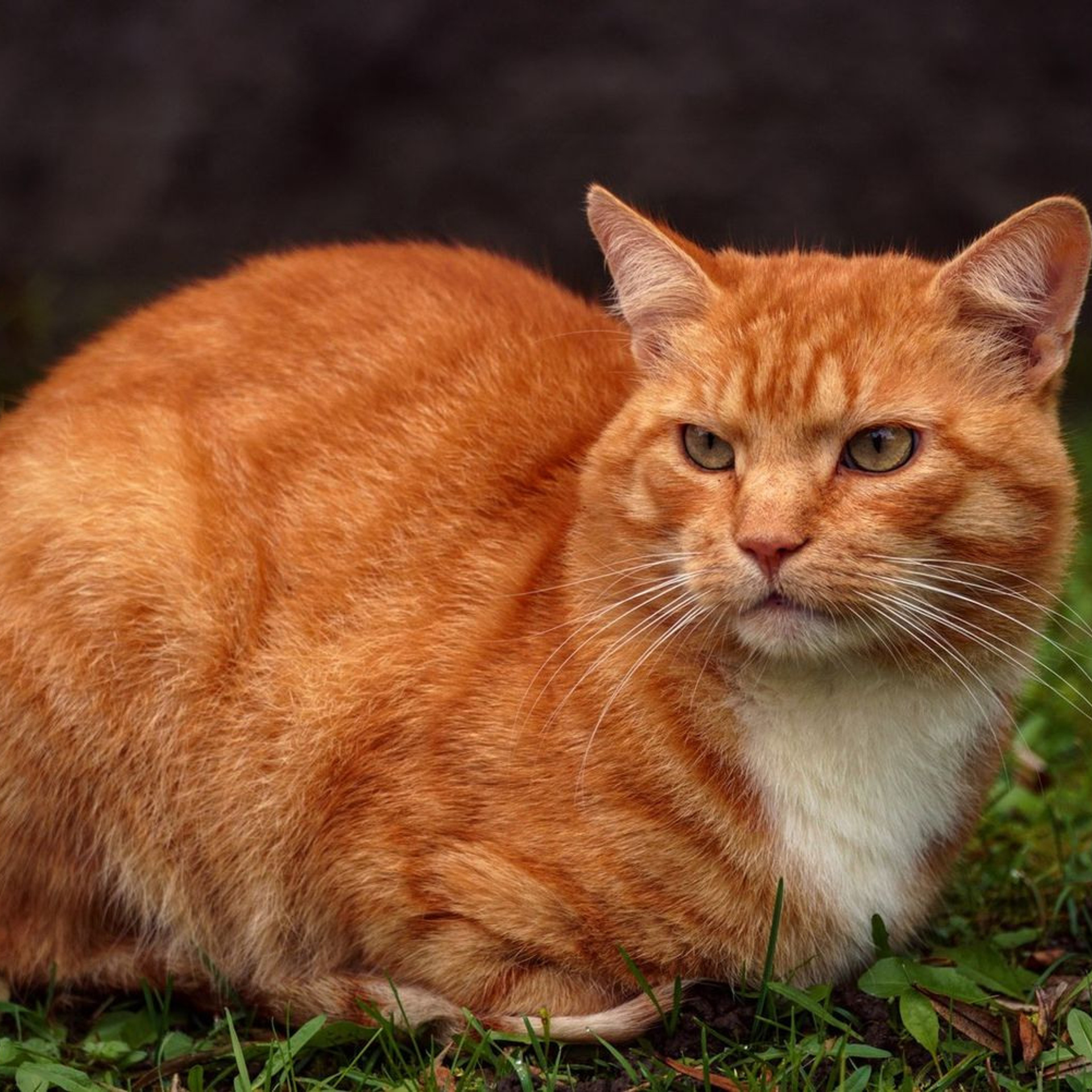 Отзывы. Твой личный фотограф