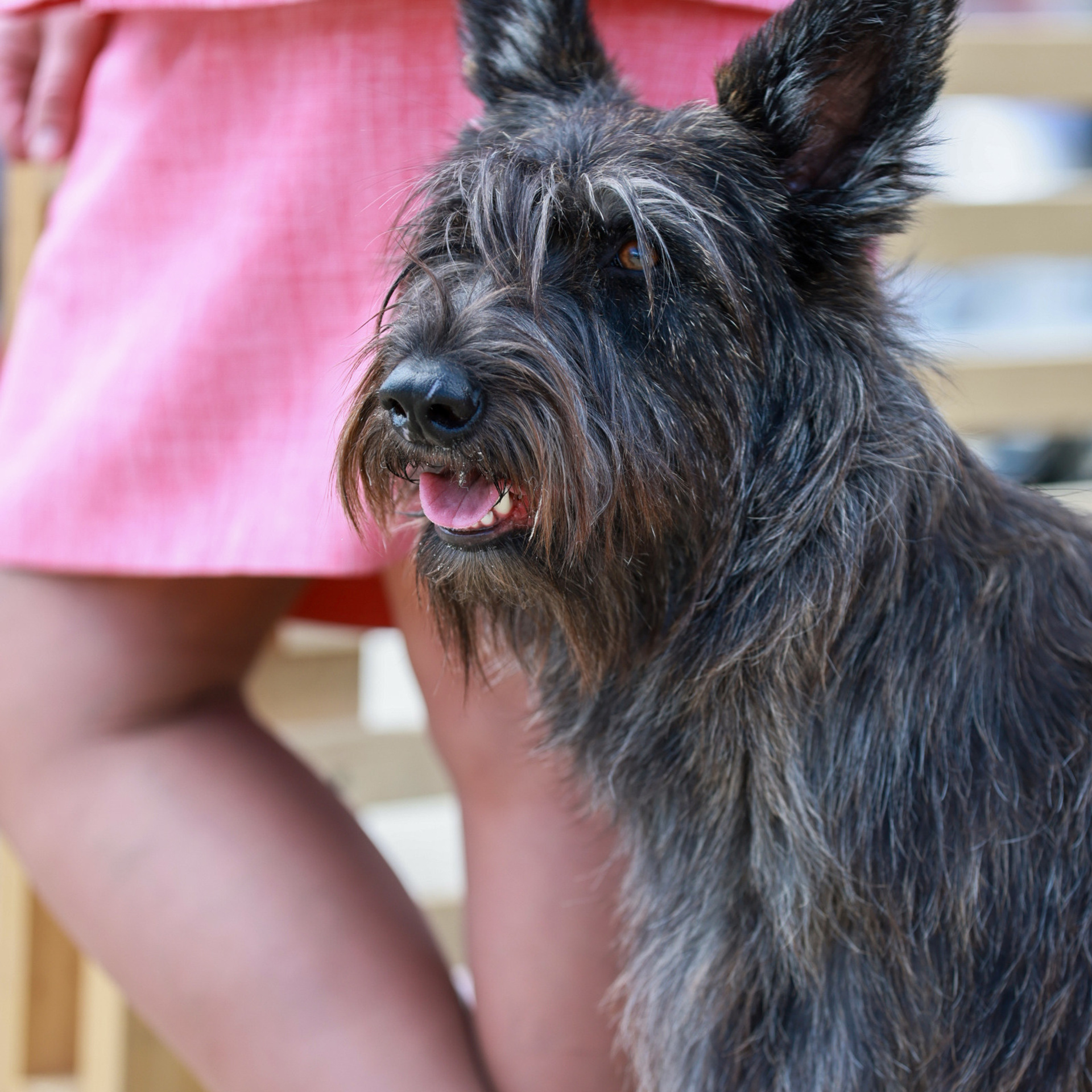 Отзывы. Борис Артамонов фотограф — анималист. Москва