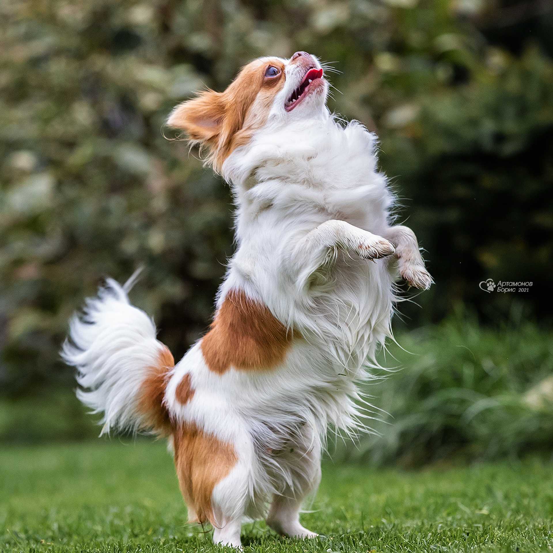 ФОТО ЧИХИ…