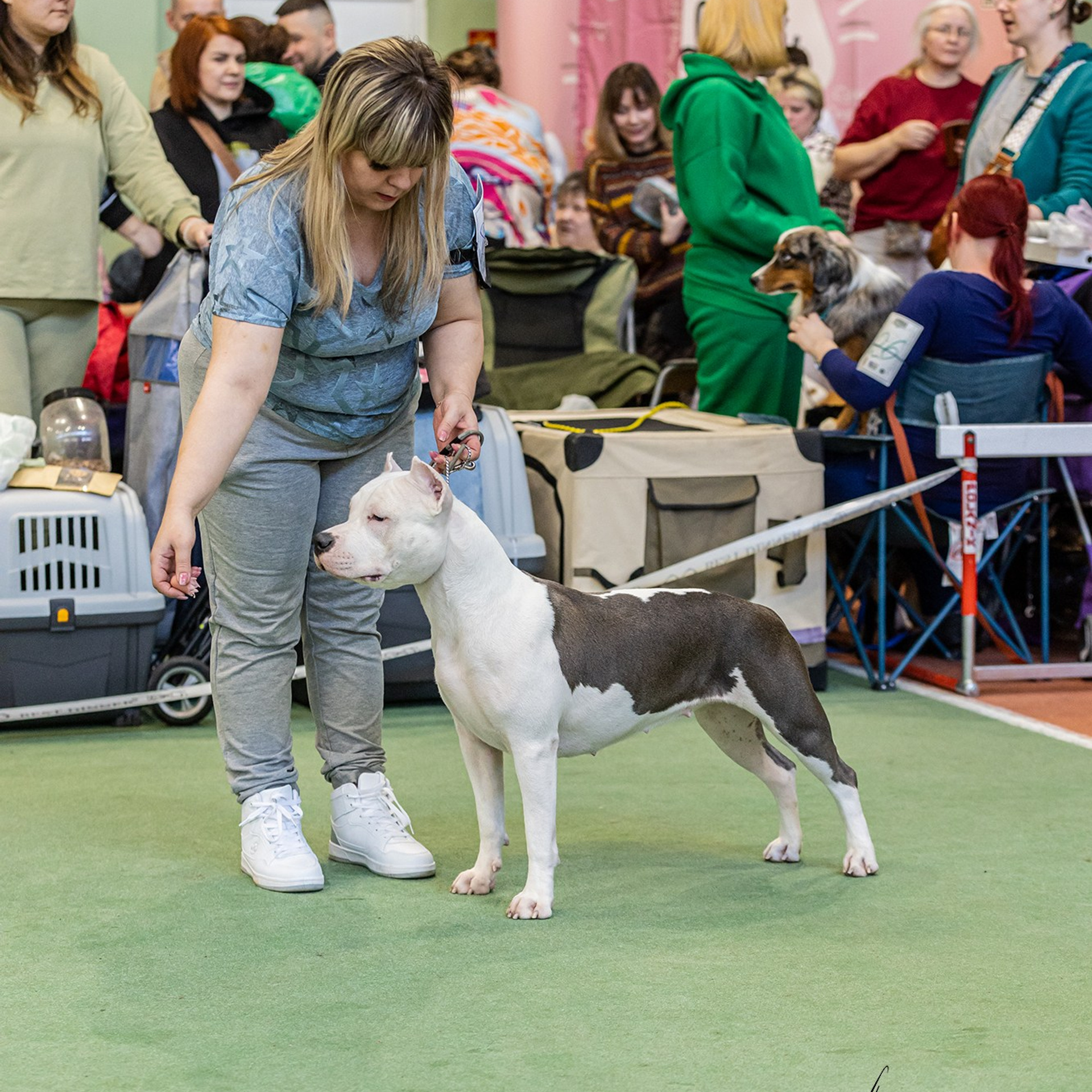 Отзывы. Борис Артамонов фотограф — анималист. Москва