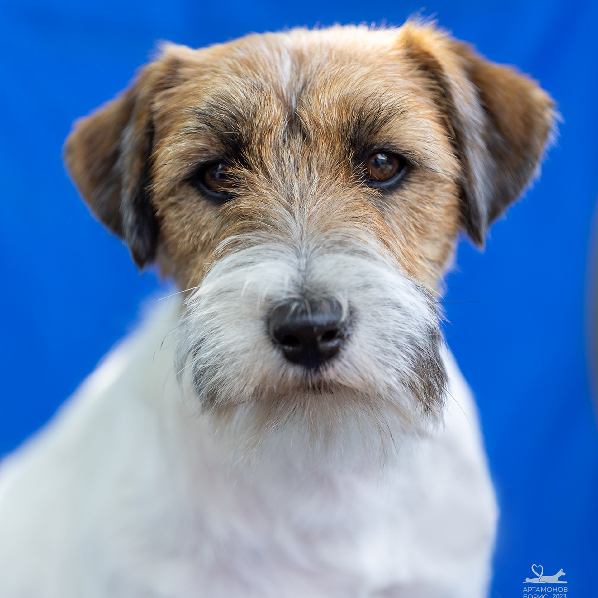 Отзывы. Борис Артамонов фотограф — анималист. Москва