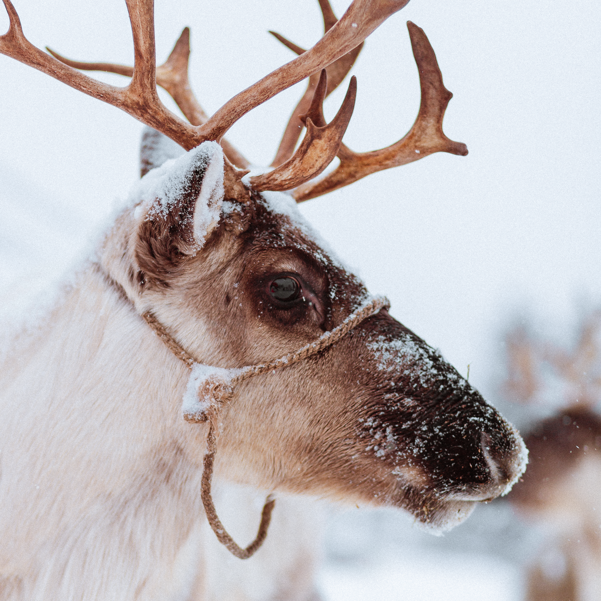 Отзывы. Фотограф на Камчатке, съемки на природе