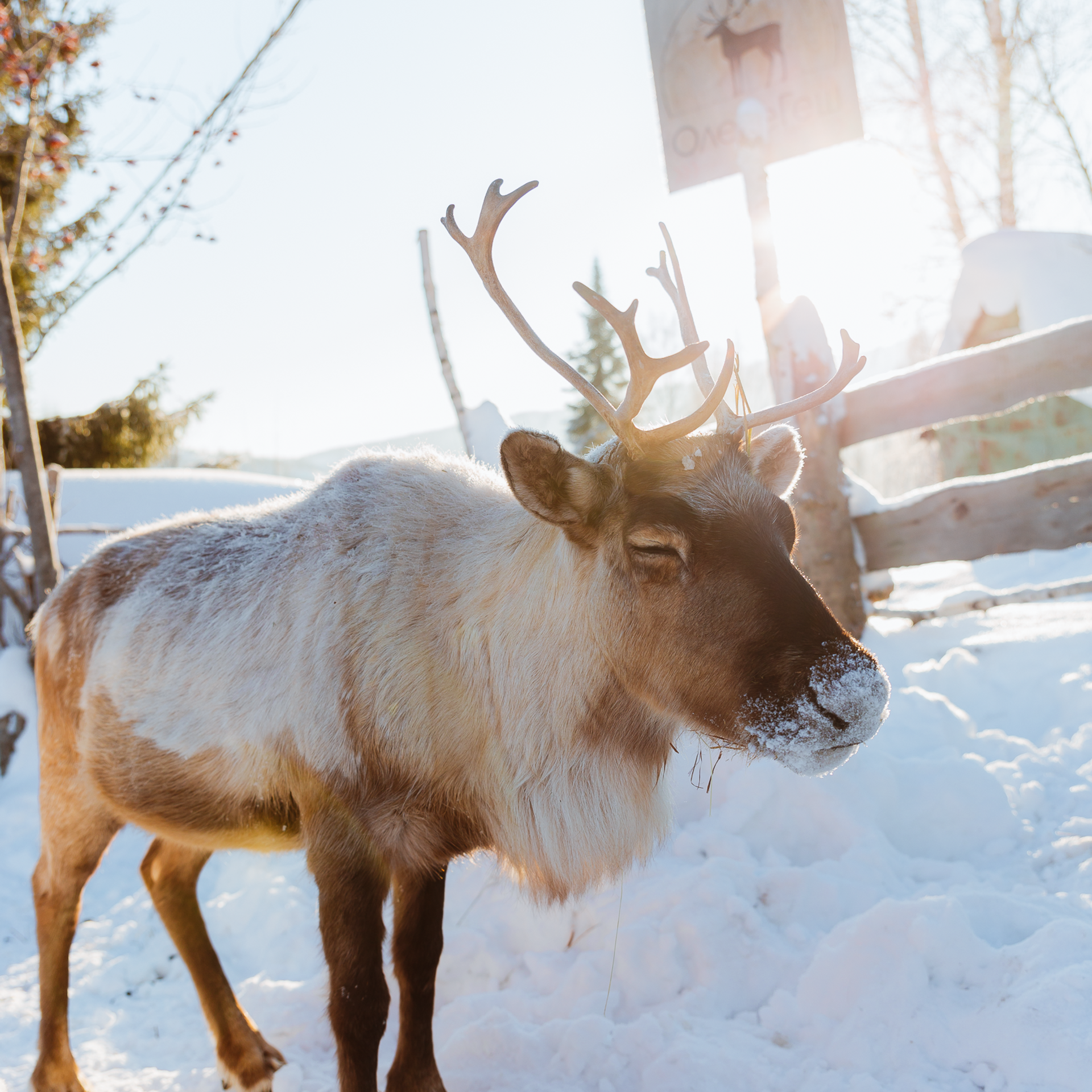 Отзывы. Фотограф на Камчатке, съемки на природе