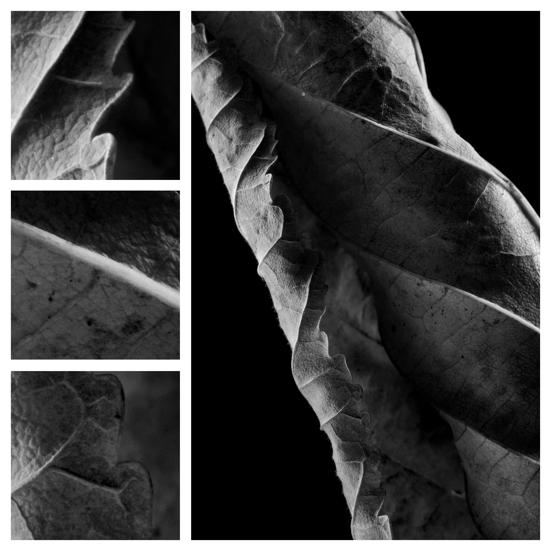 Фотография «Сухой лист N2». Владимир Вохмянин. Фотограф в Санкт-Петербурге