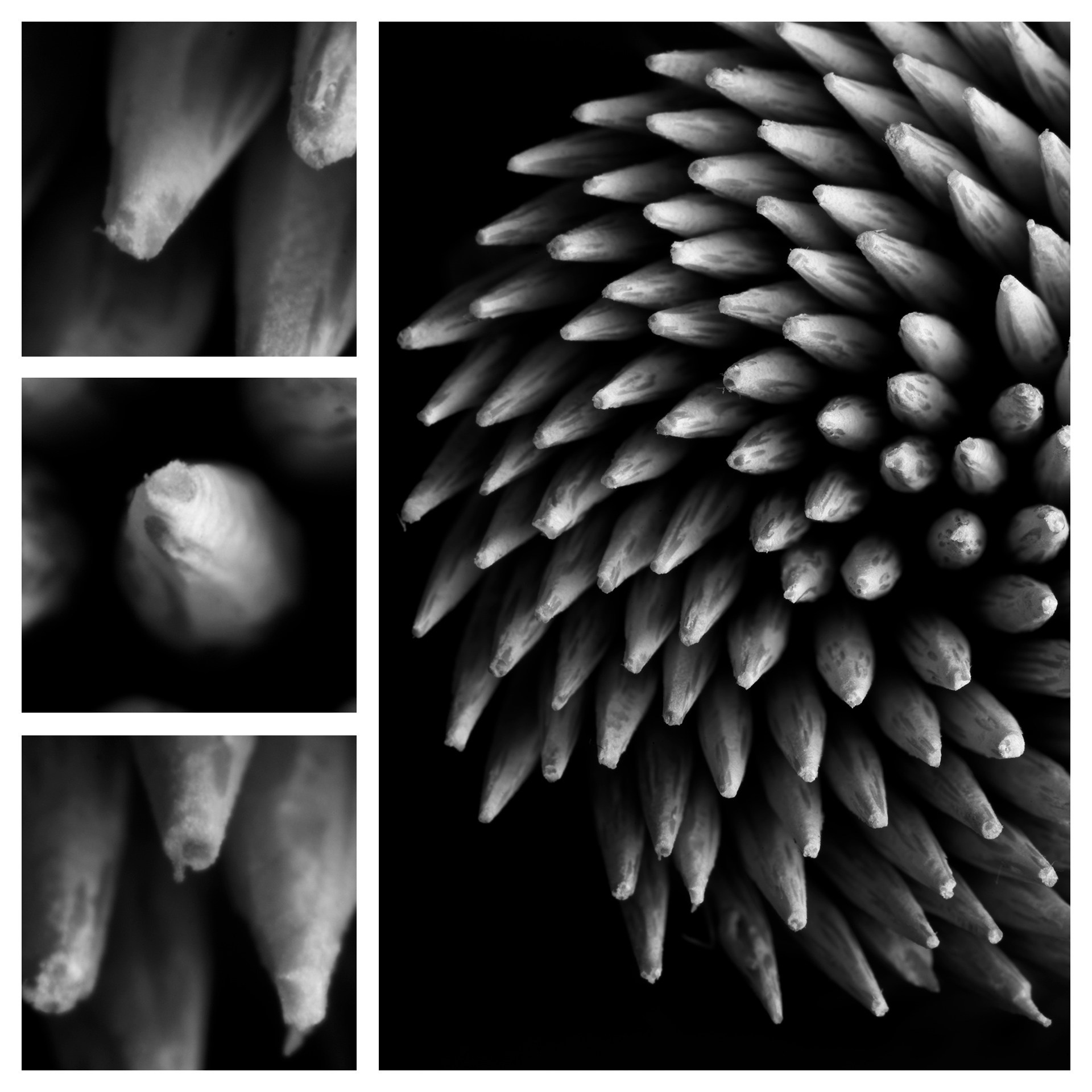 Фотография «Зубочистки N2». Владимир Вохмянин. Фотограф в Санкт-Петербурге