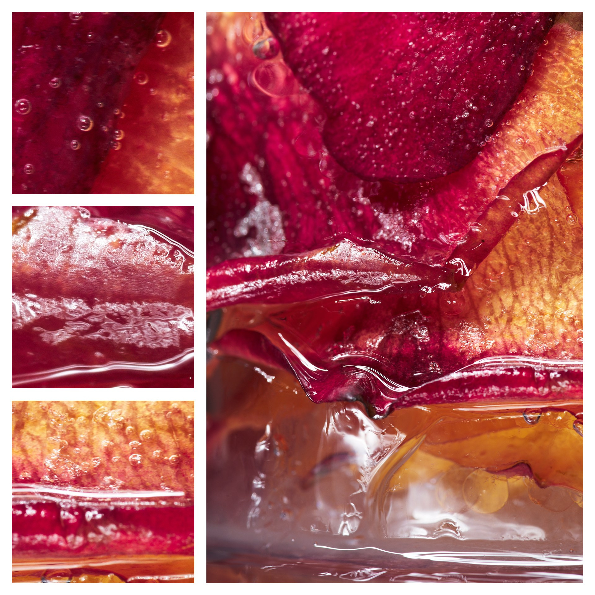 Фотография «Роза во льду N2». Владимир Вохмянин. Фотограф в Санкт-Петербурге