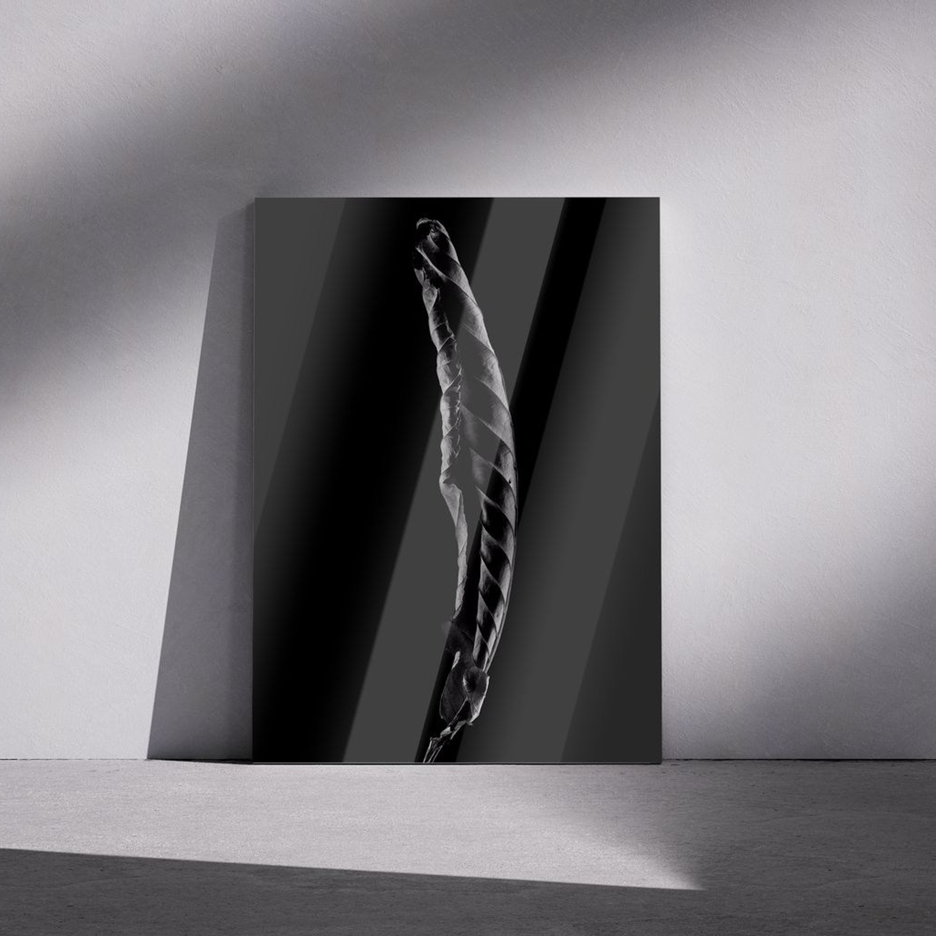 Фотография «Сухой лист N1». Владимир Вохмянин. Фотограф в Санкт-Петербурге