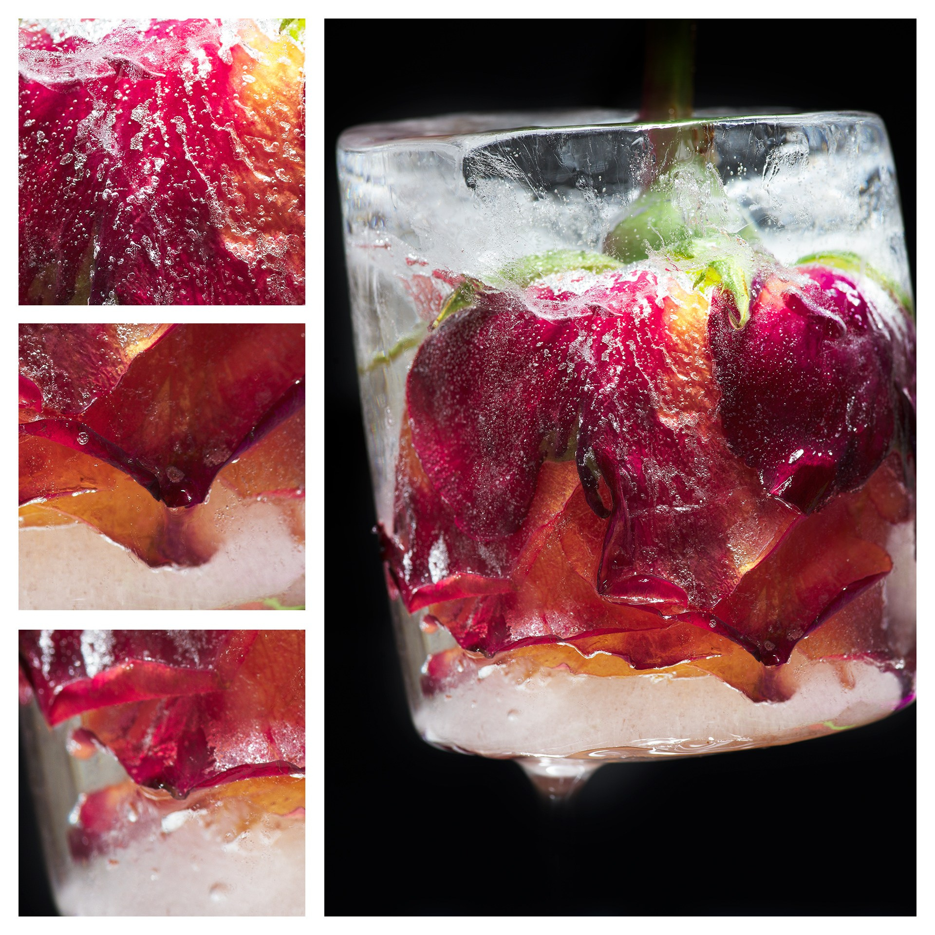 Фотография «Роза во льду N1». Владимир Вохмянин. Фотограф в Санкт-Петербурге