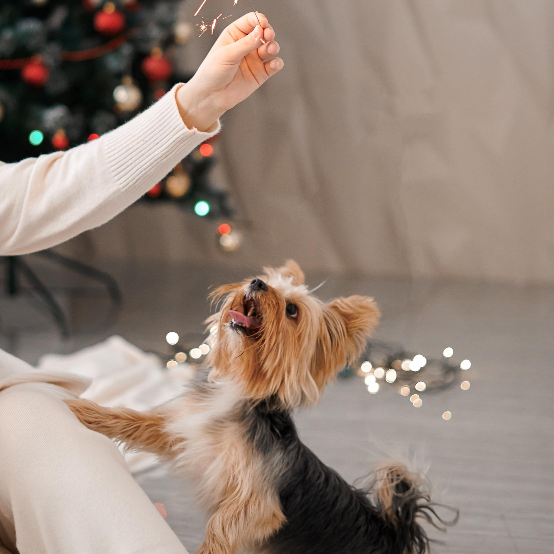 Домашняя новогоднняя история. Свадебный и семейный фотограф Михаил Галабурдин и Анна Завадская. Рост