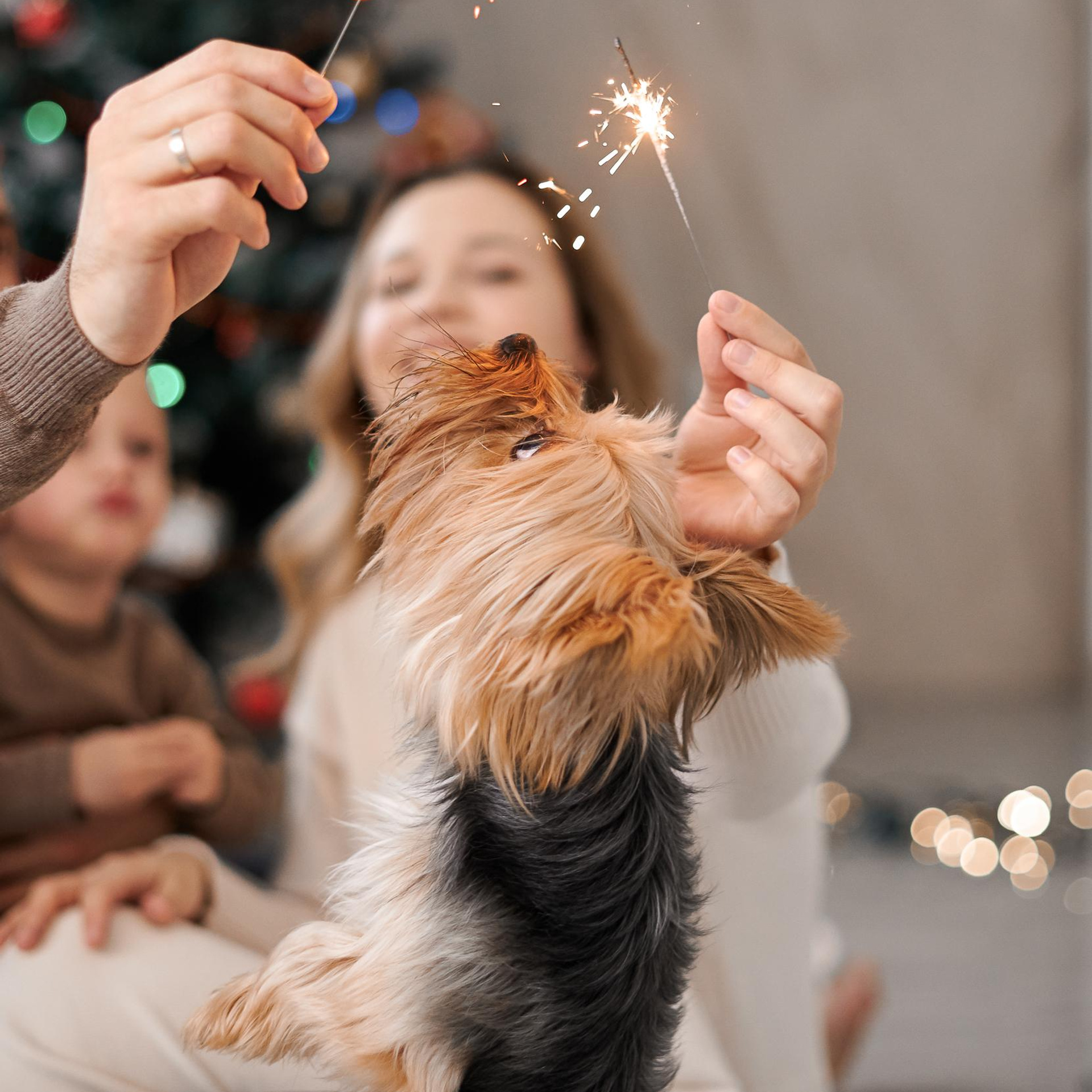 Домашняя новогоднняя история. Свадебный и семейный фотограф Михаил Галабурдин и Анна Завадская. Рост