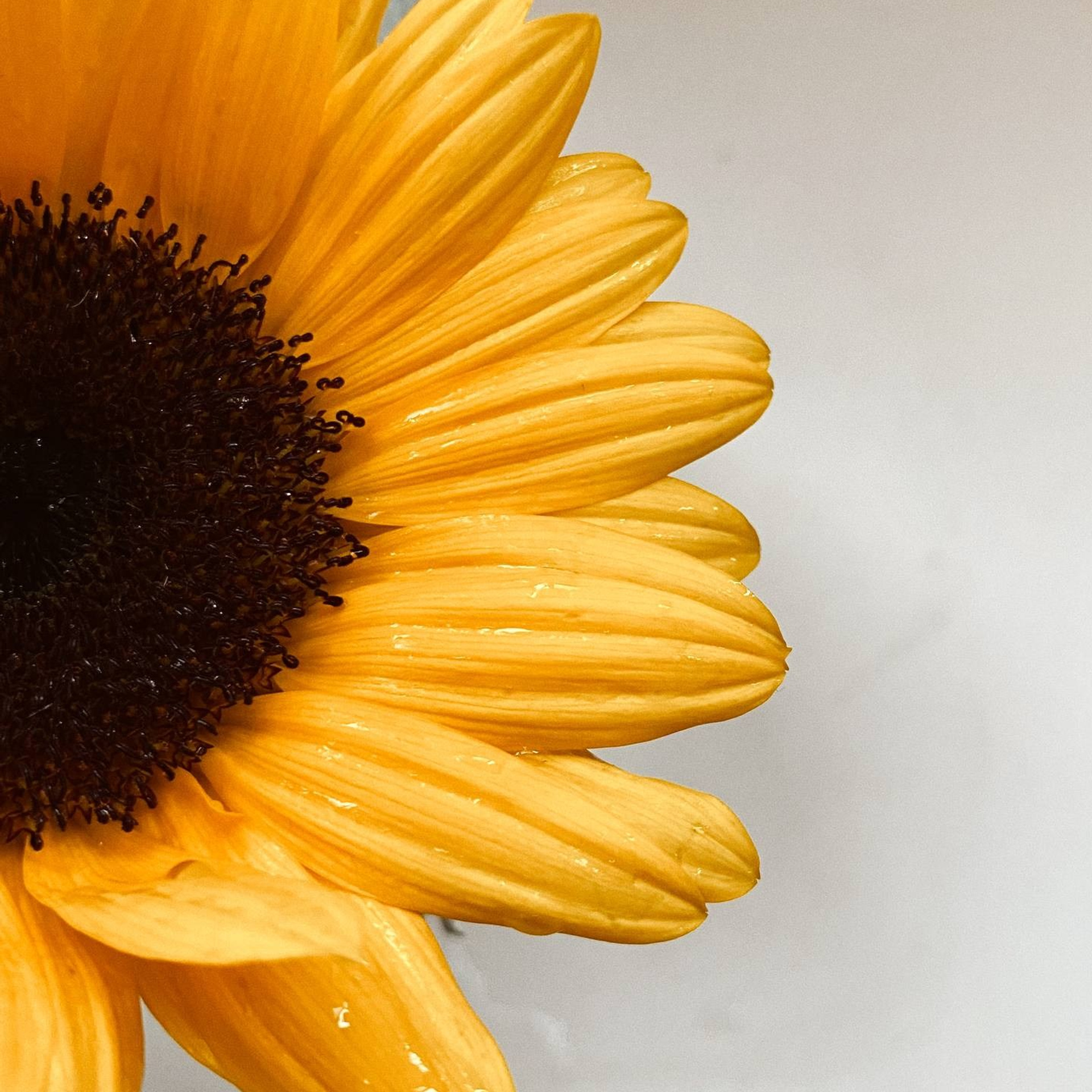 Отзывы на мастера маникюра, студию Art Nail Therapy. Студия маникюра Art Nail Therapy, Севастополь, Адмирала Юмашева