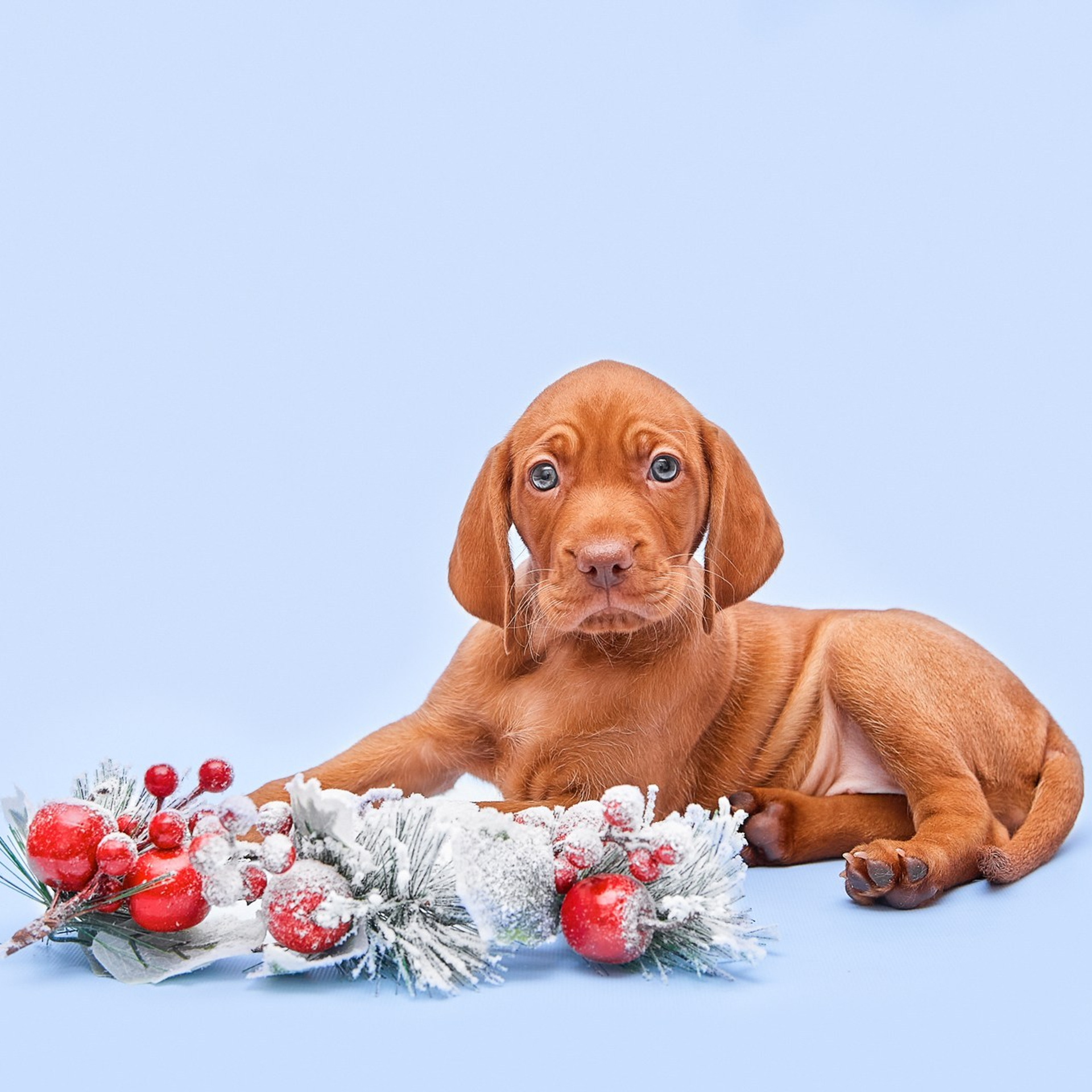 Отзывы о фотографе Мячиковой Наталье. Детский и семейный фотограф в Нижнем Новгороде Мячикова Наталья