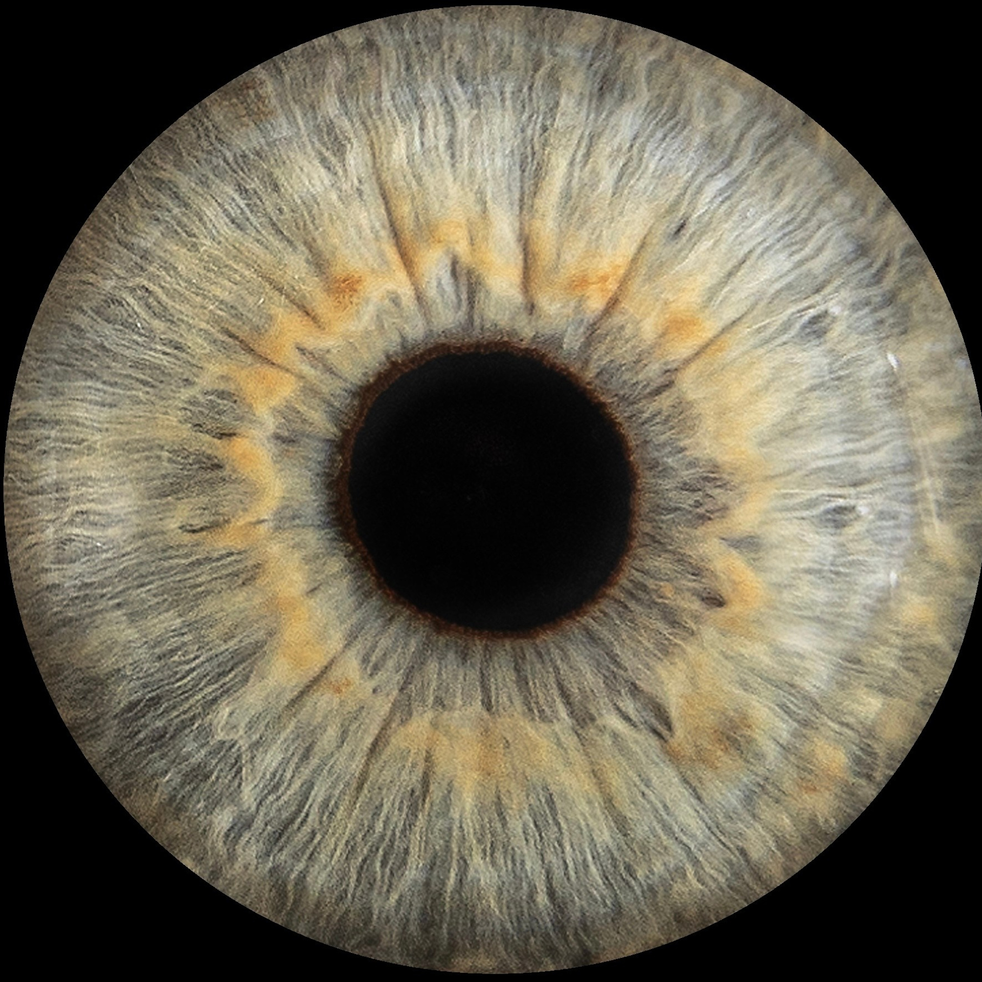 Отзывы. EYEtob | Фотография радужной оболочки | Тобольск