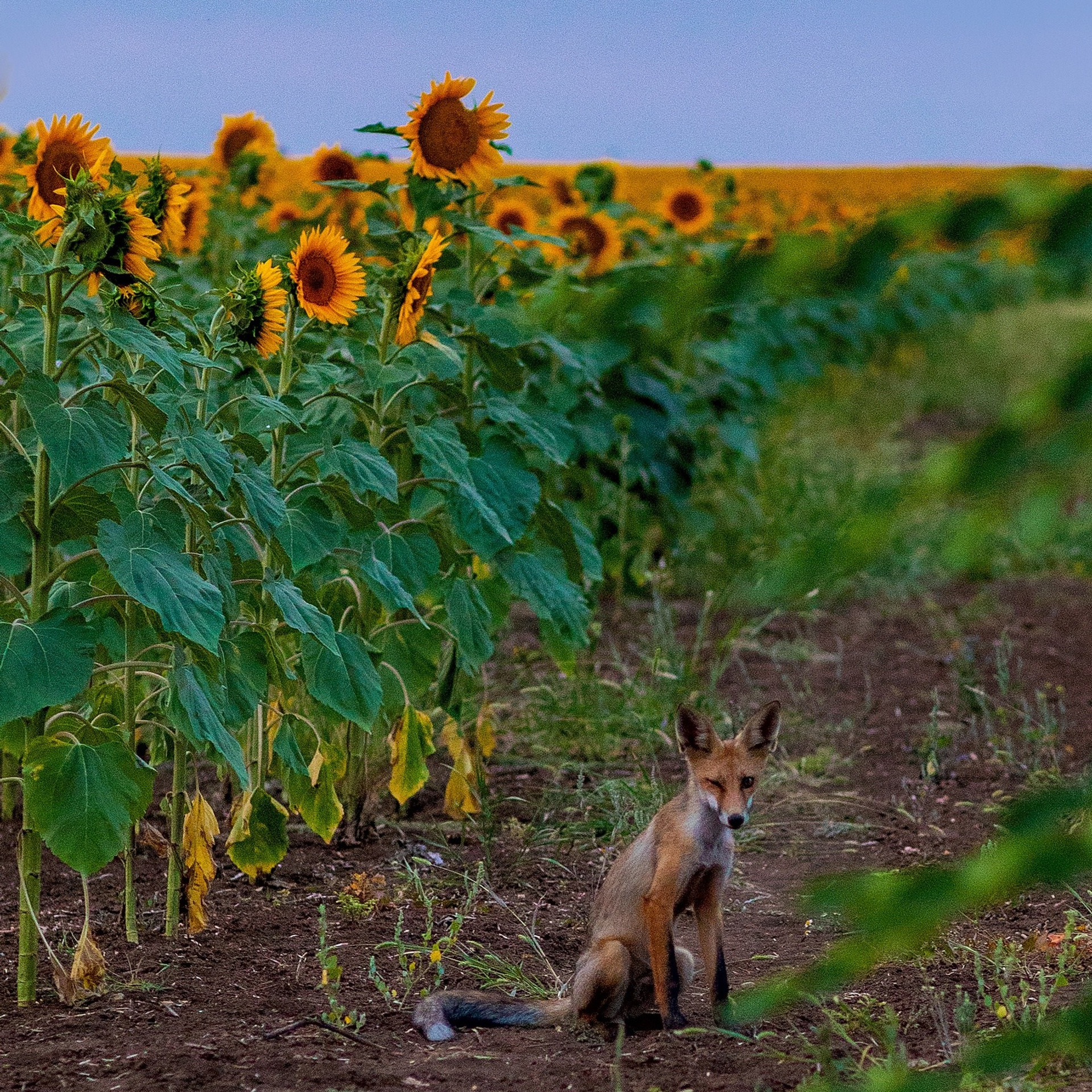 ПОДСОЛНУХИ