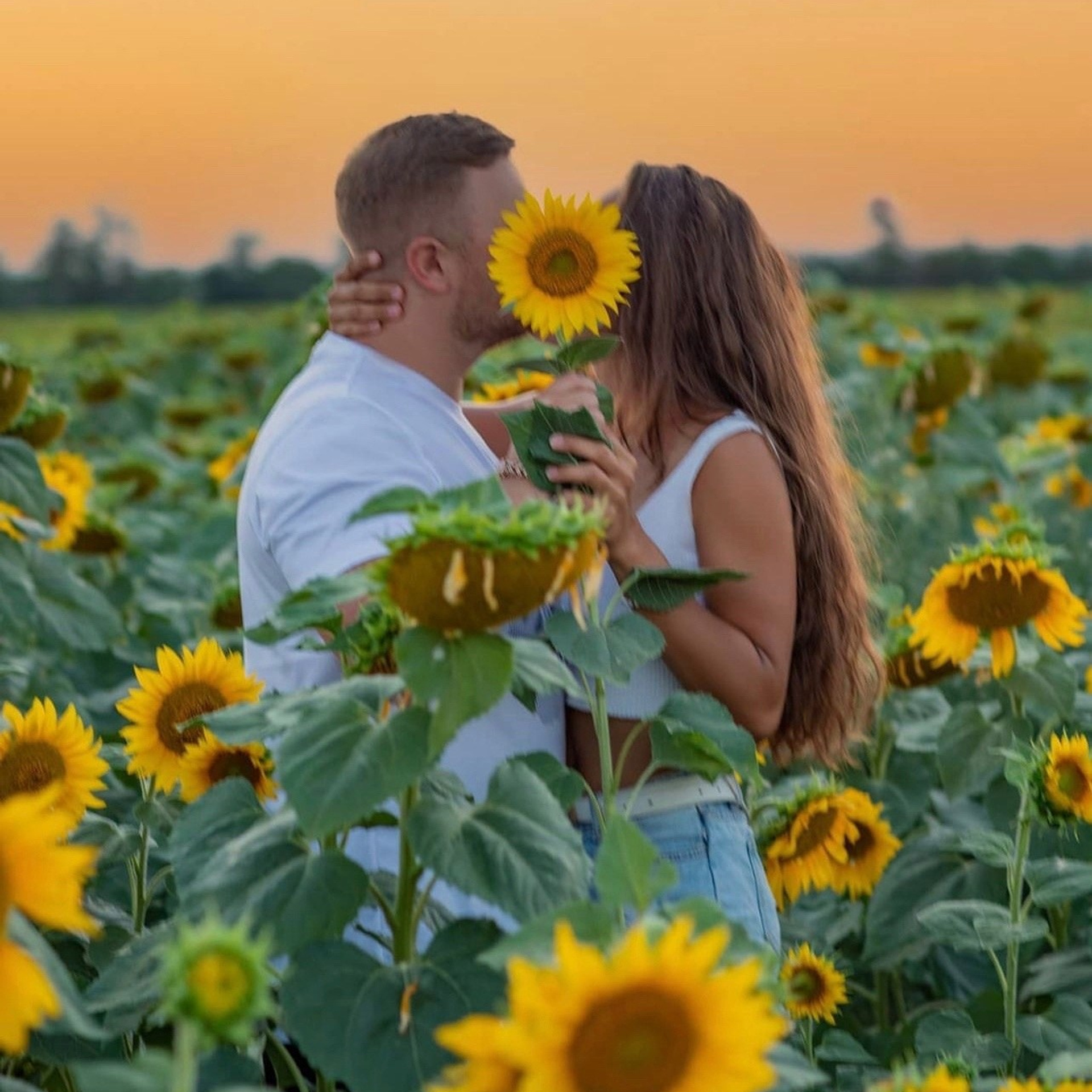 ПОДСОЛНУХИ