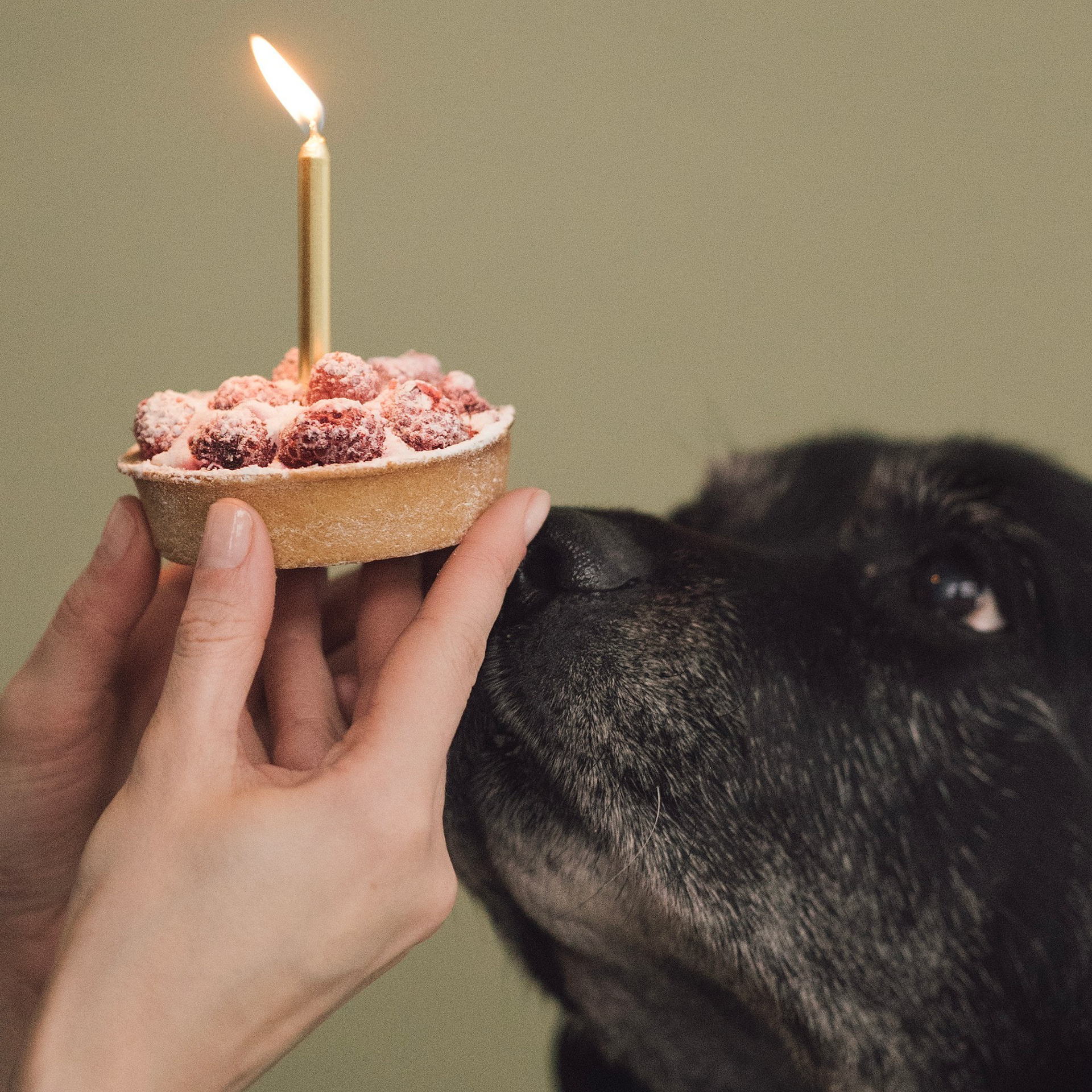 Отзывы. Фотограф- анималист Александра Матвеева