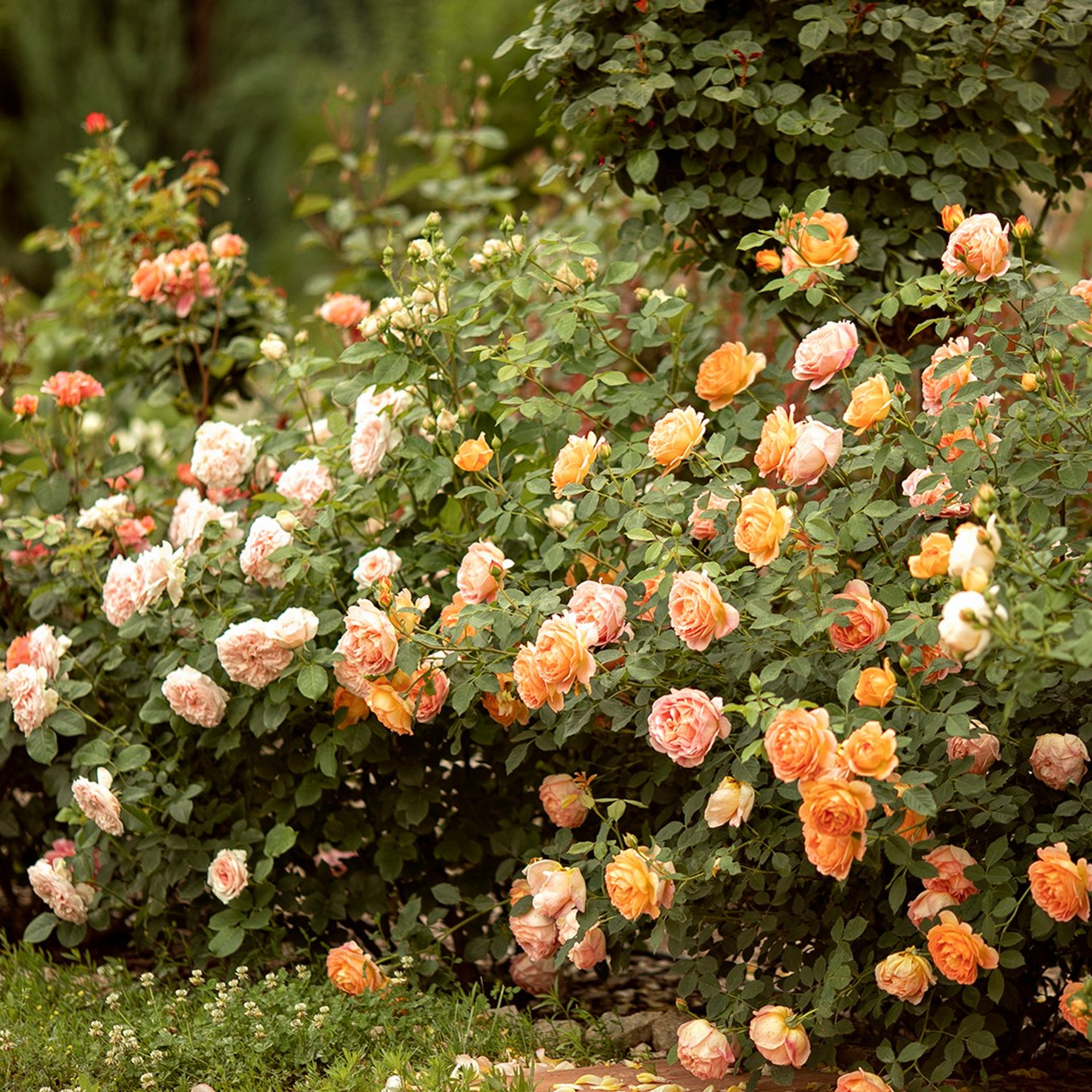 Фотографирую в парке-заповеднике «Купидон»