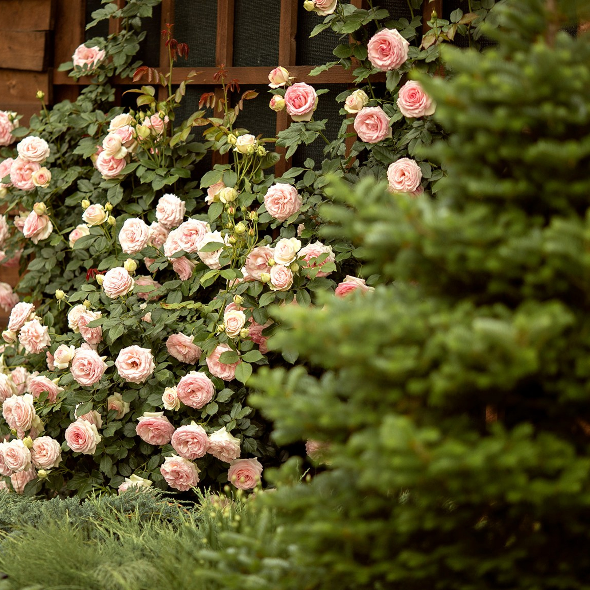 Фотографирую в парке-заповеднике «Купидон»