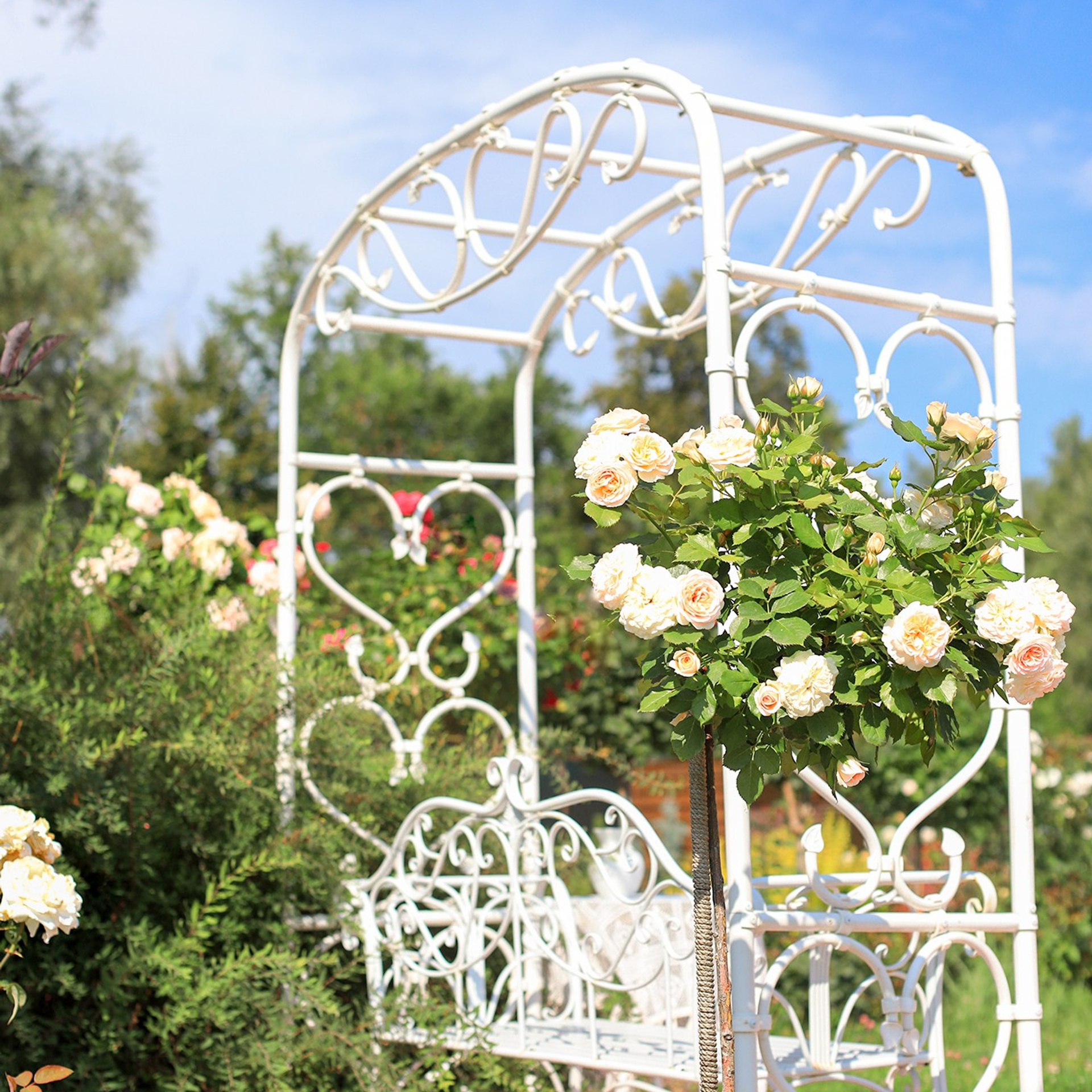 Фотографирую в парке-заповеднике «Купидон»