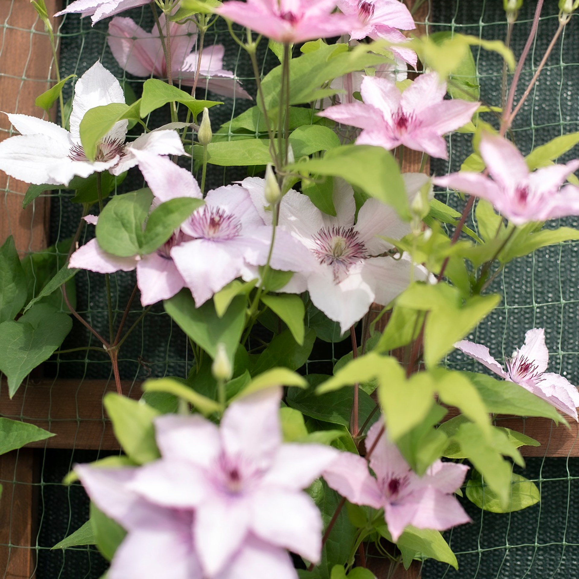 Фотографирую в парке-заповеднике «Купидон»