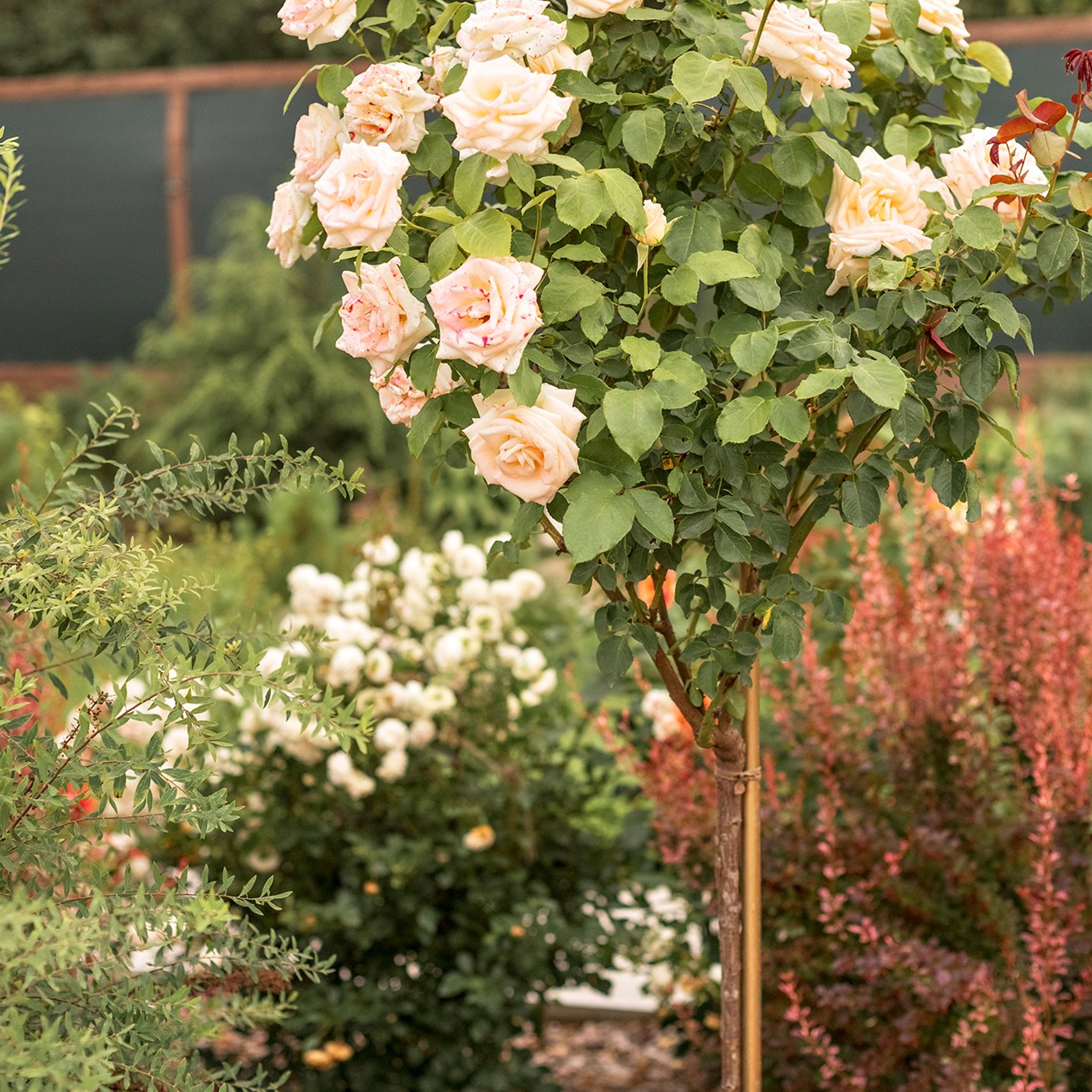Фотографирую в парке-заповеднике «Купидон»