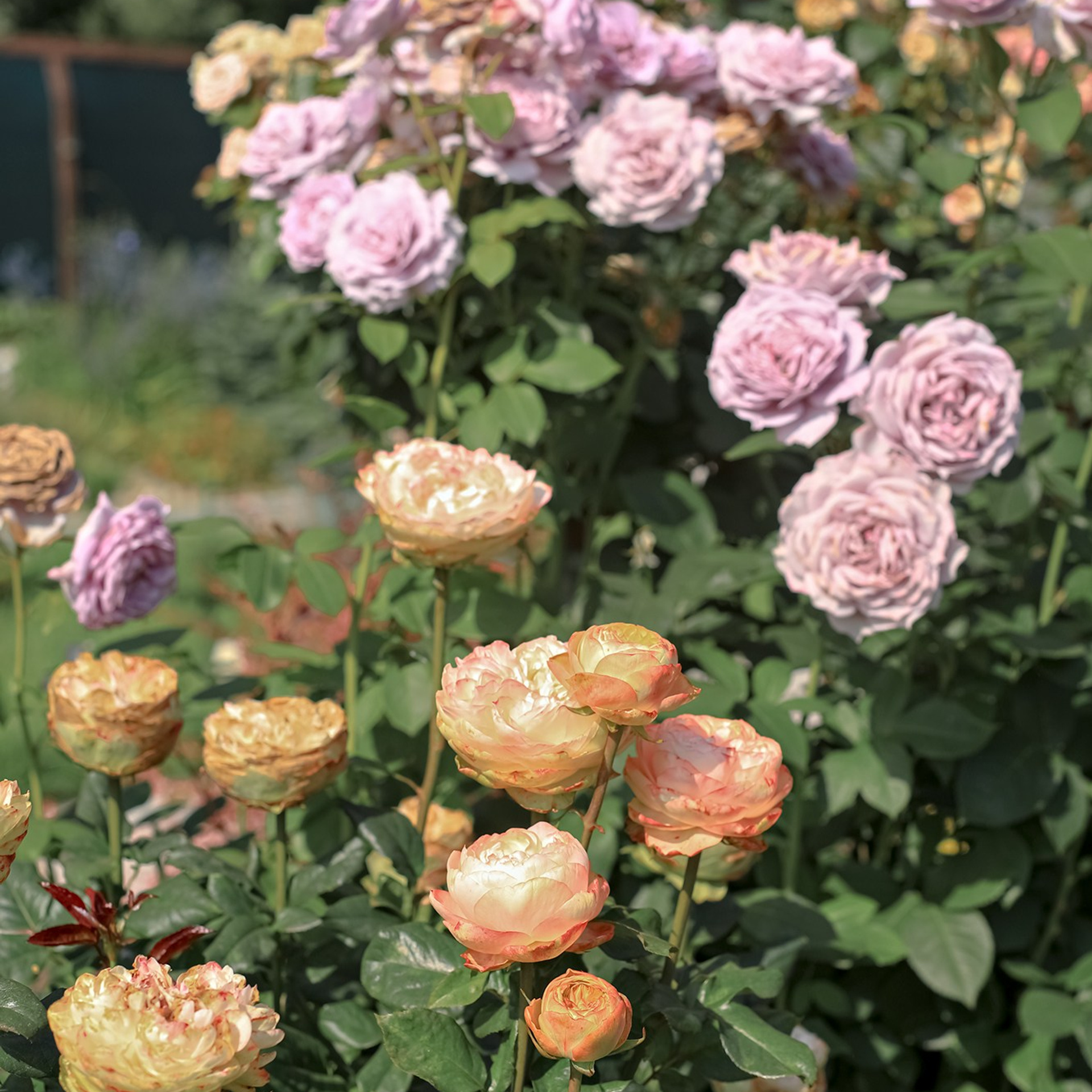 Фотографирую в парке-заповеднике «Купидон»