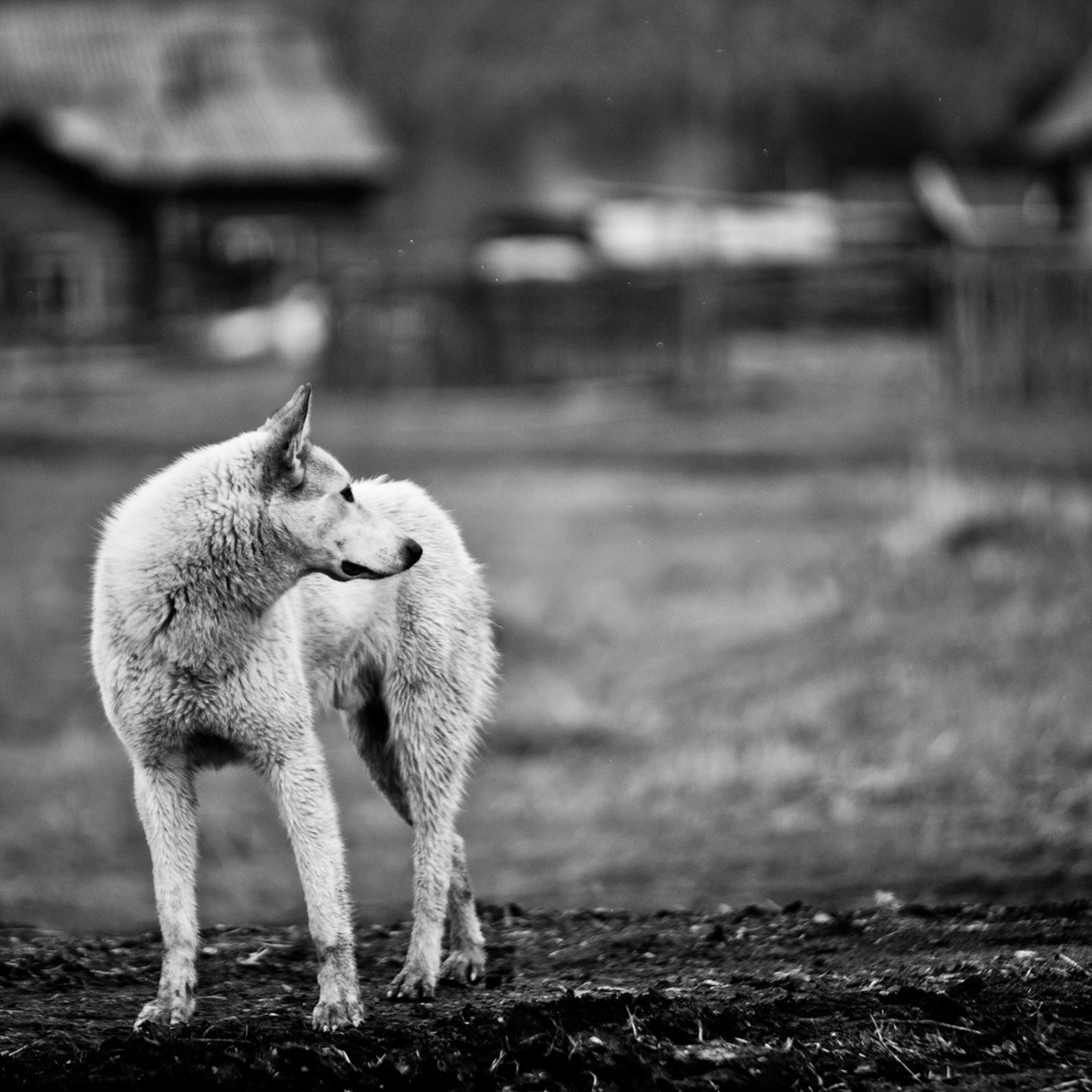 Топучая. 2012. Евгений Курсков