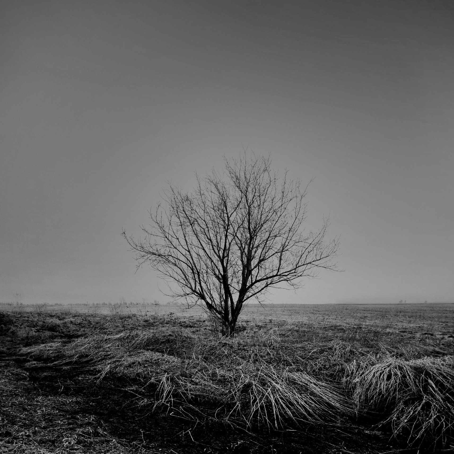 Темно-серые. 2006-20 10. Евгений Курсков