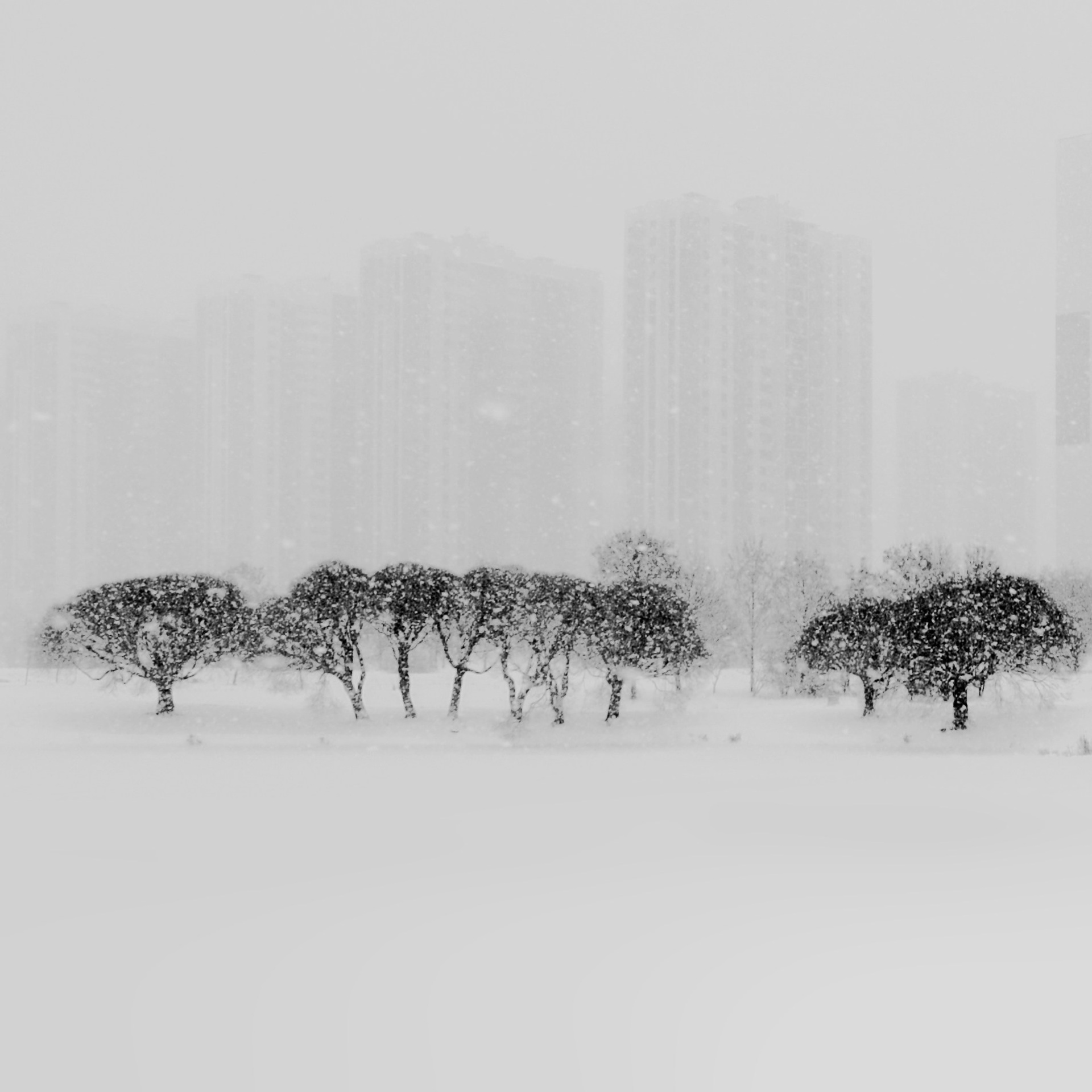 Белые. 2006-2010. Евгений Курсков