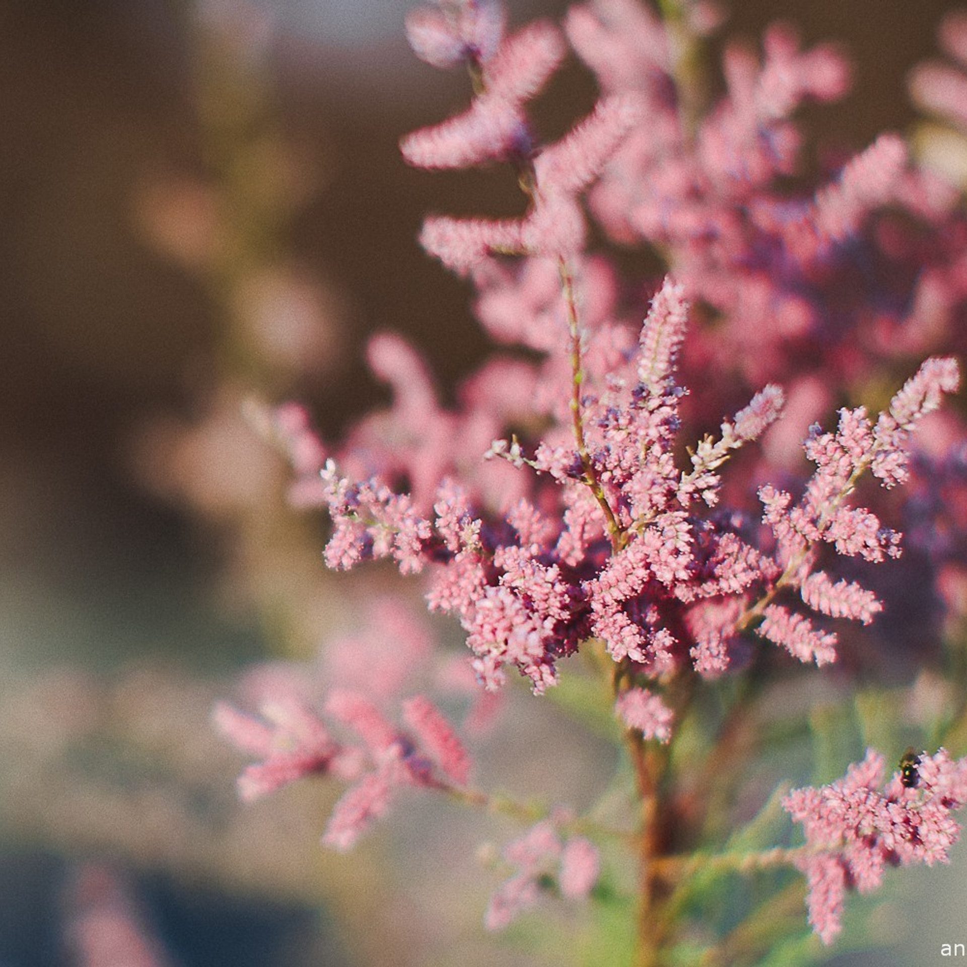 Ирина и Ержан прогулка для двоих