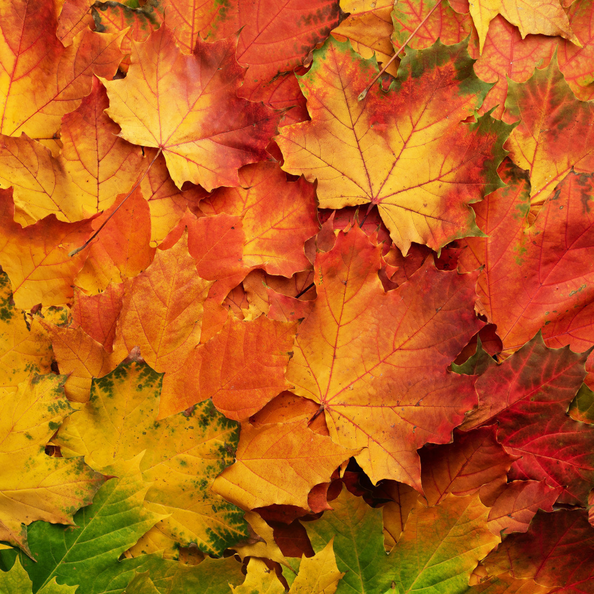 Отзывы. Фотограф в Кронштадте и Санкт-Петербурге Анастасия Коваленко