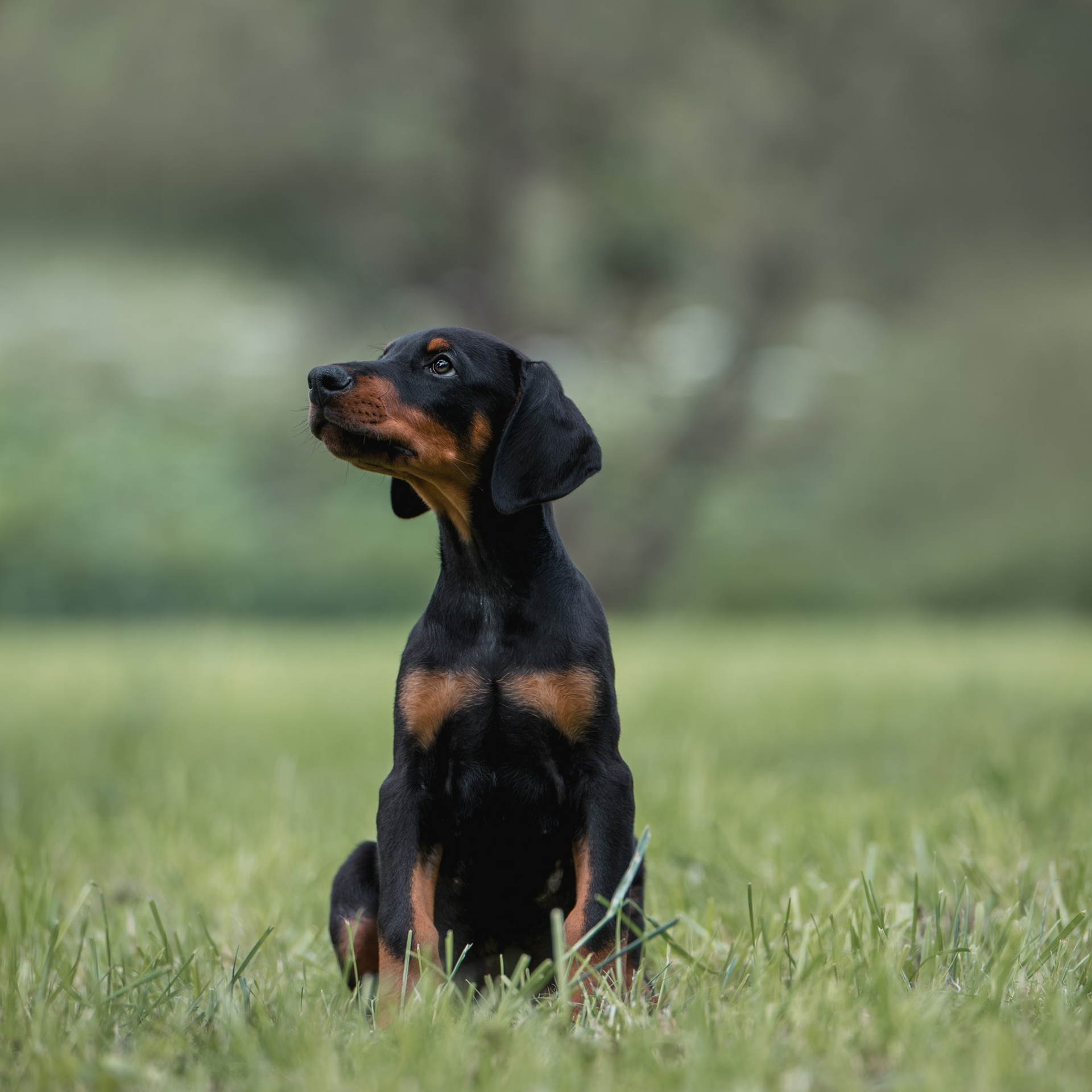 Щенки Доберманов