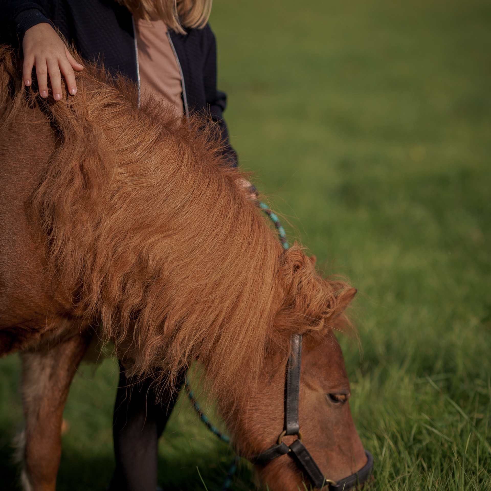 Фотосессия с американской миниатюрной лошадкой. Абрамцево