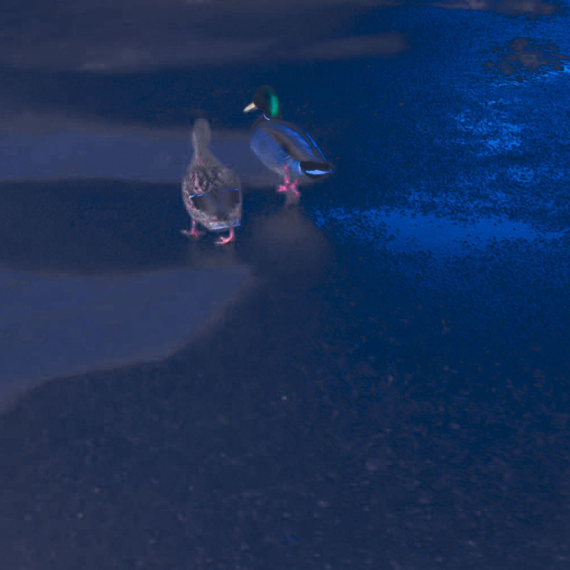 Poisoned dreams. Я — Мария, фотограф/фотохудожник в Санкт-Петербурге