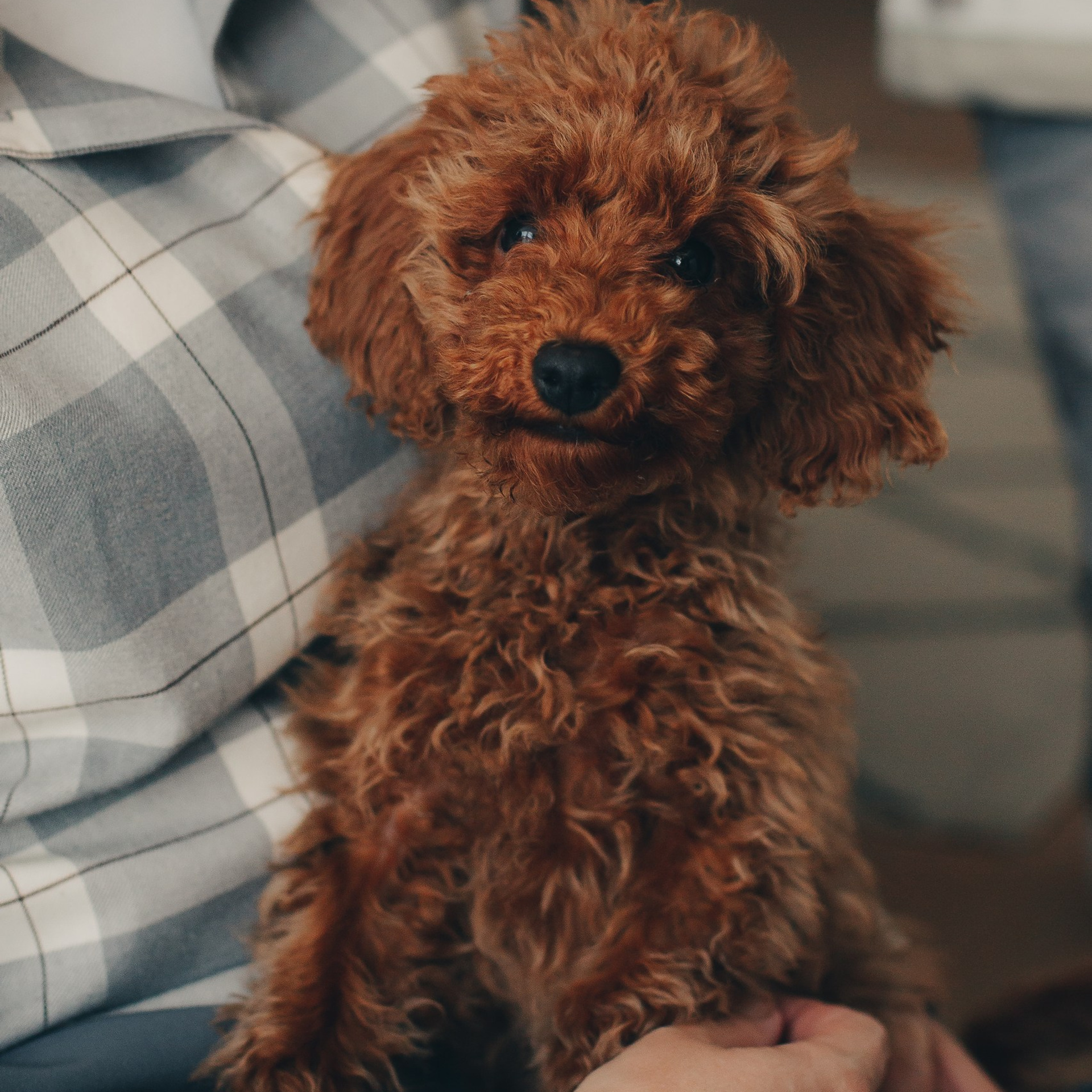 Когда дома появилась Фиона