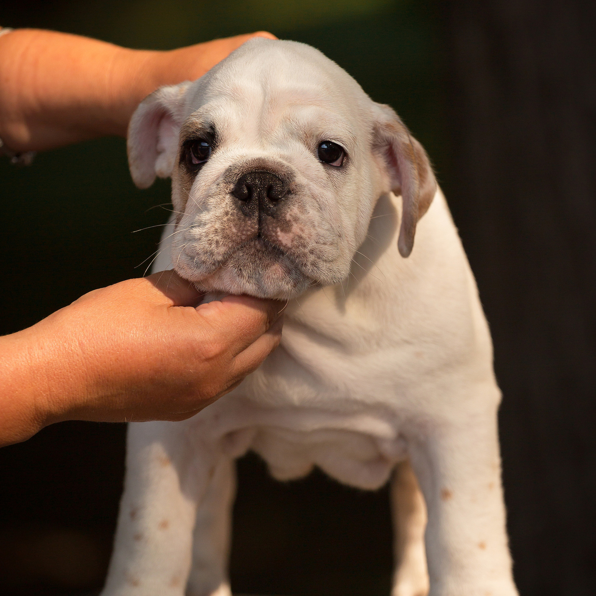Отзывы. Фотограф-анималист в Краснодаре Маша Мельникова