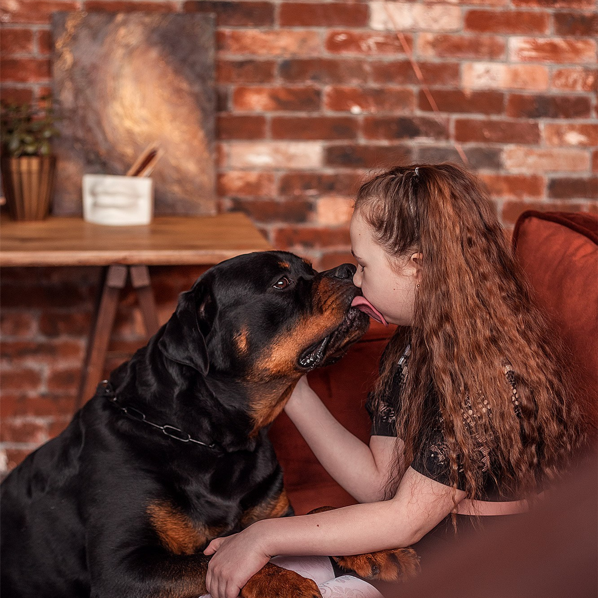 Ротвейлер. Студия