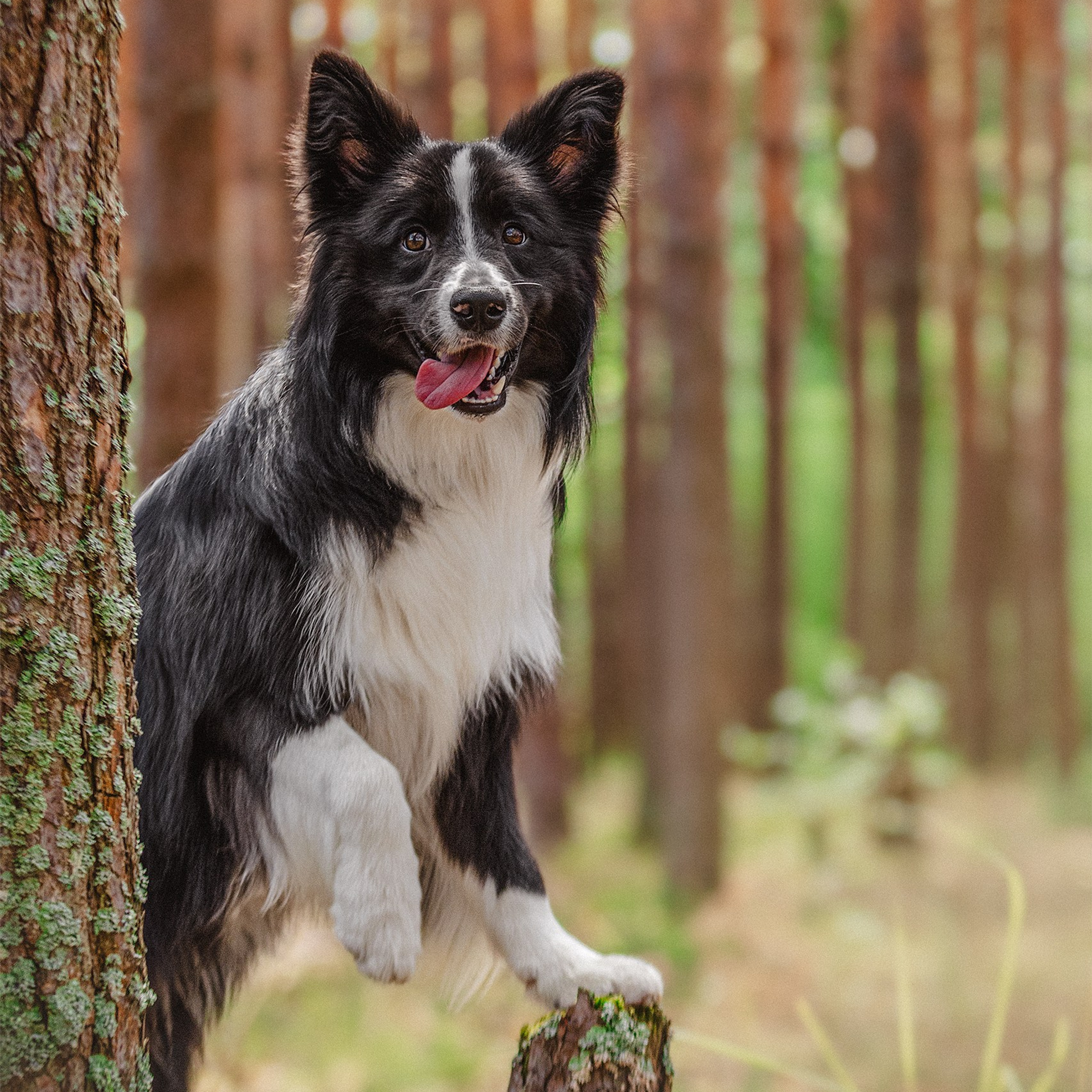 Бордер колли Рюша