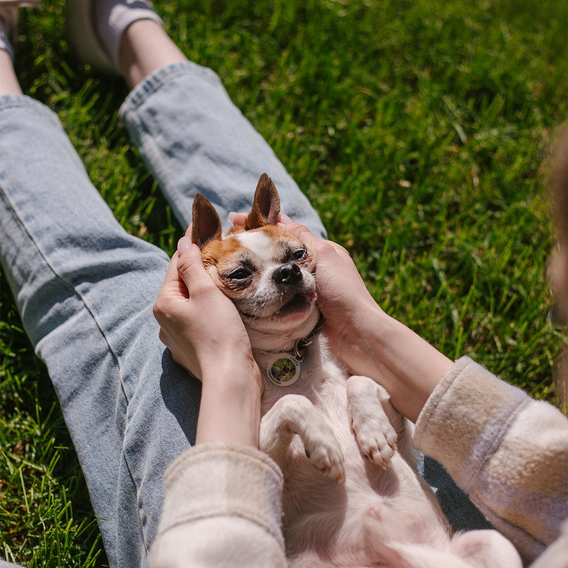 Чихуахуа Степан и&nbsp;Ангелина
