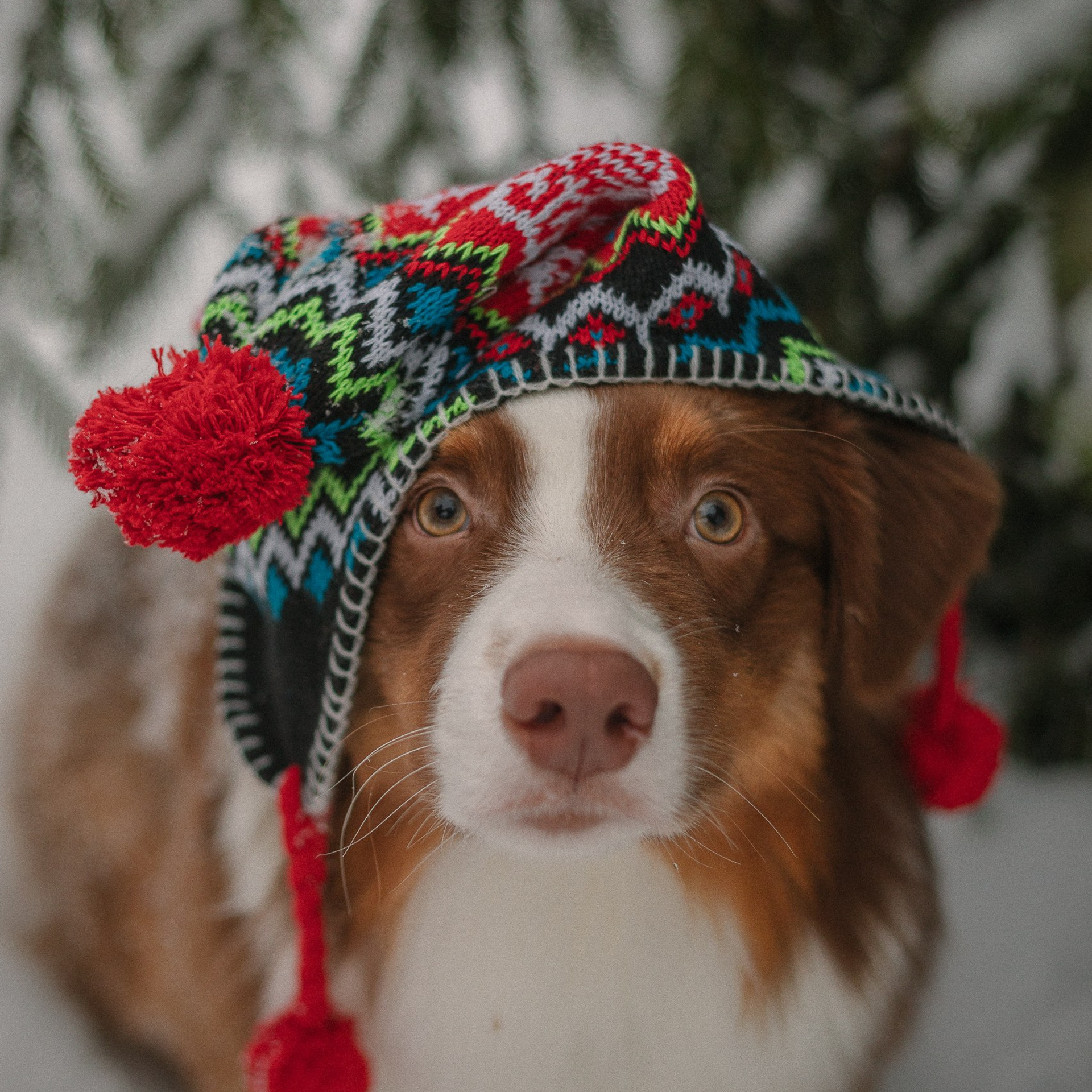 Аусси Кальби