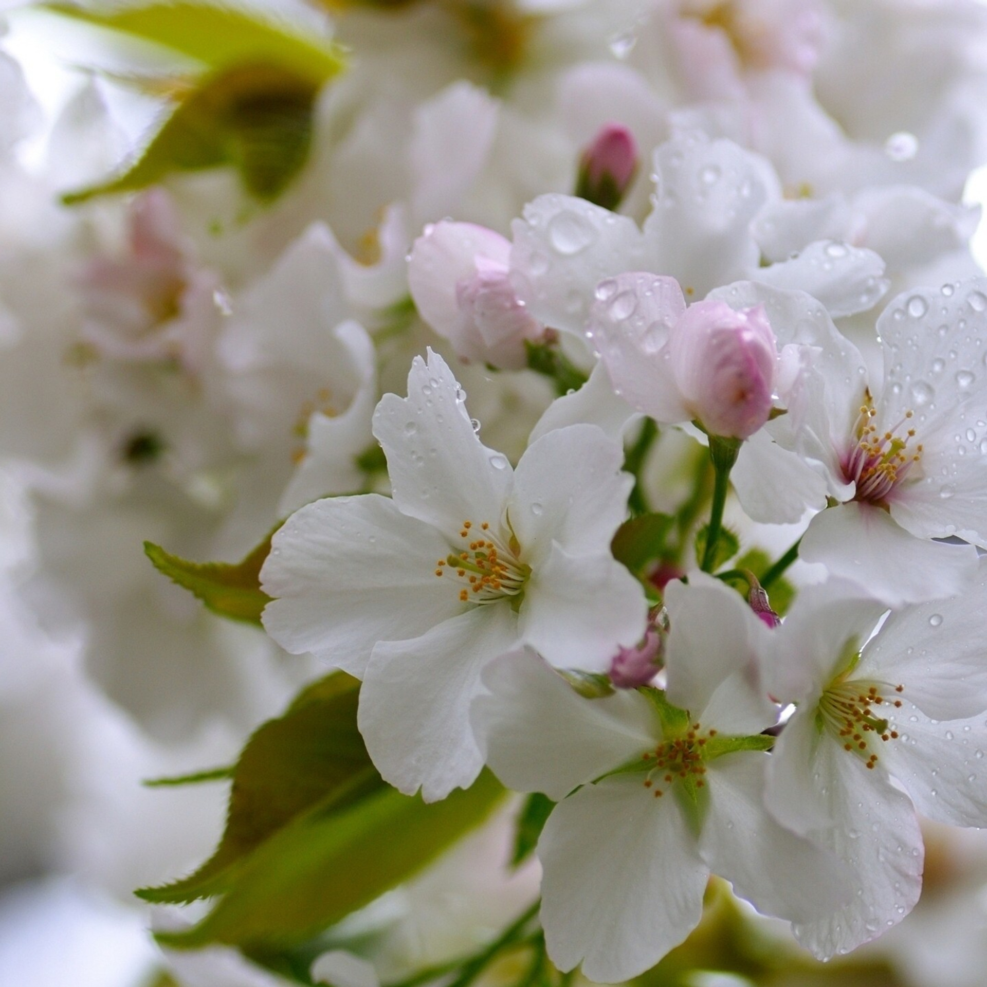 Отзывы. Фотограф новорожденных, детей до года и беременных в Симферополе