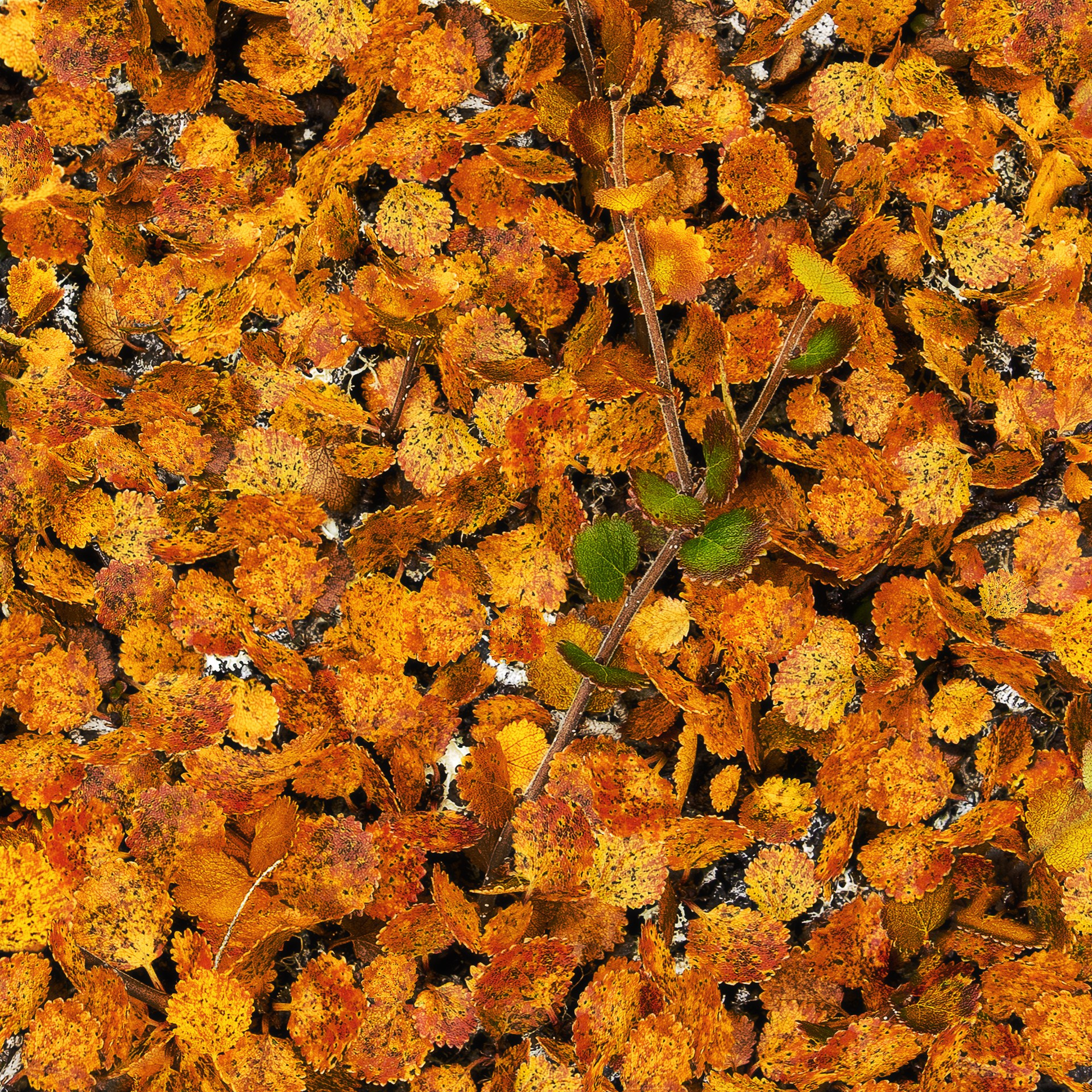 РЫБАЧИЙ 2025. Фототуры и обучение пейзажной фотографии