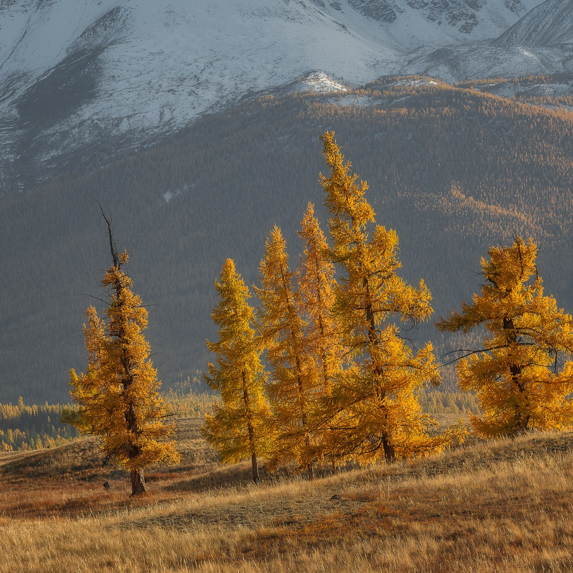 АЛТАЙ 2026. Фототуры и обучение пейзажной фотографии
