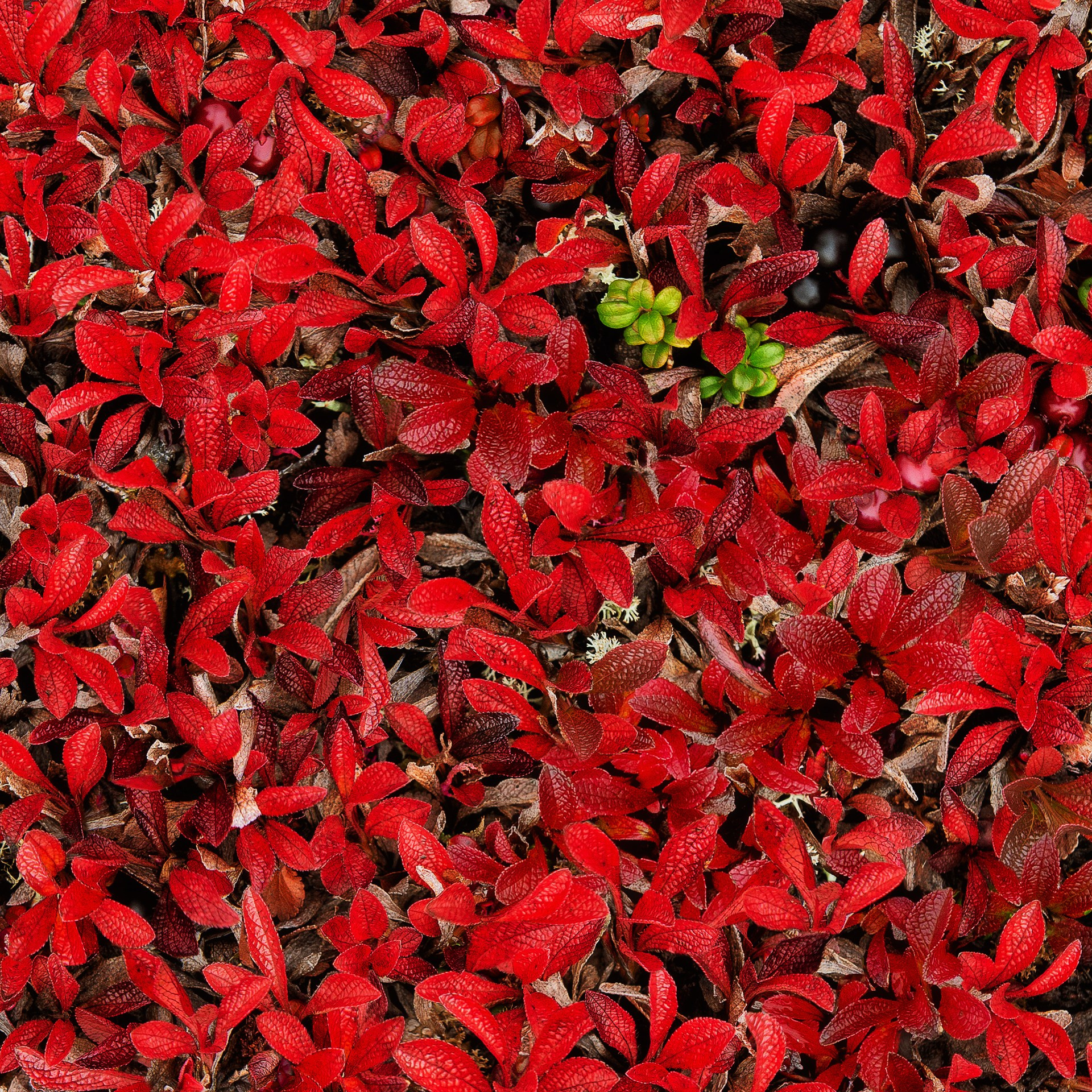 РЫБАЧИЙ 2025. Фототуры и обучение пейзажной фотографии