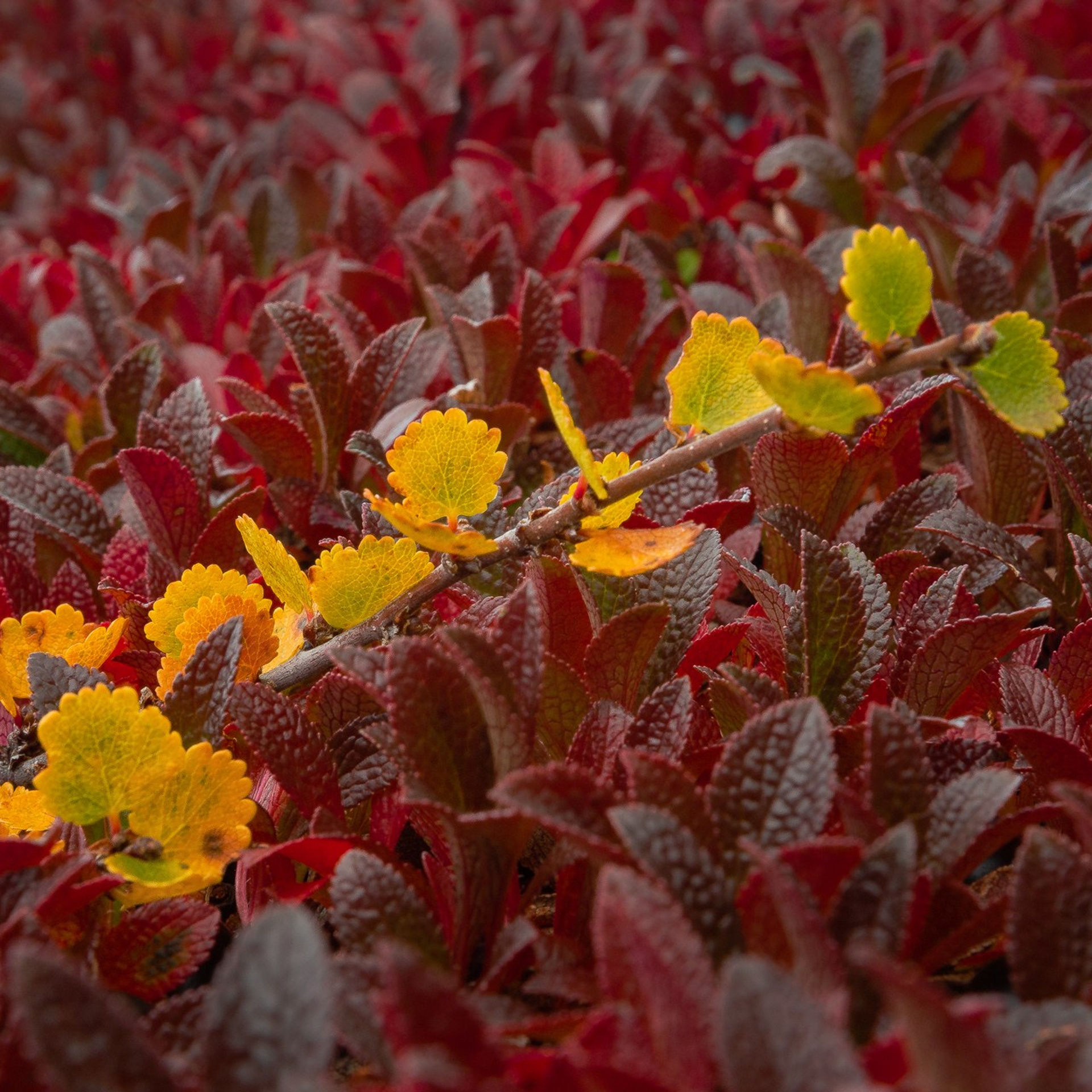 РЫБАЧИЙ 2025. Фототуры и обучение пейзажной фотографии