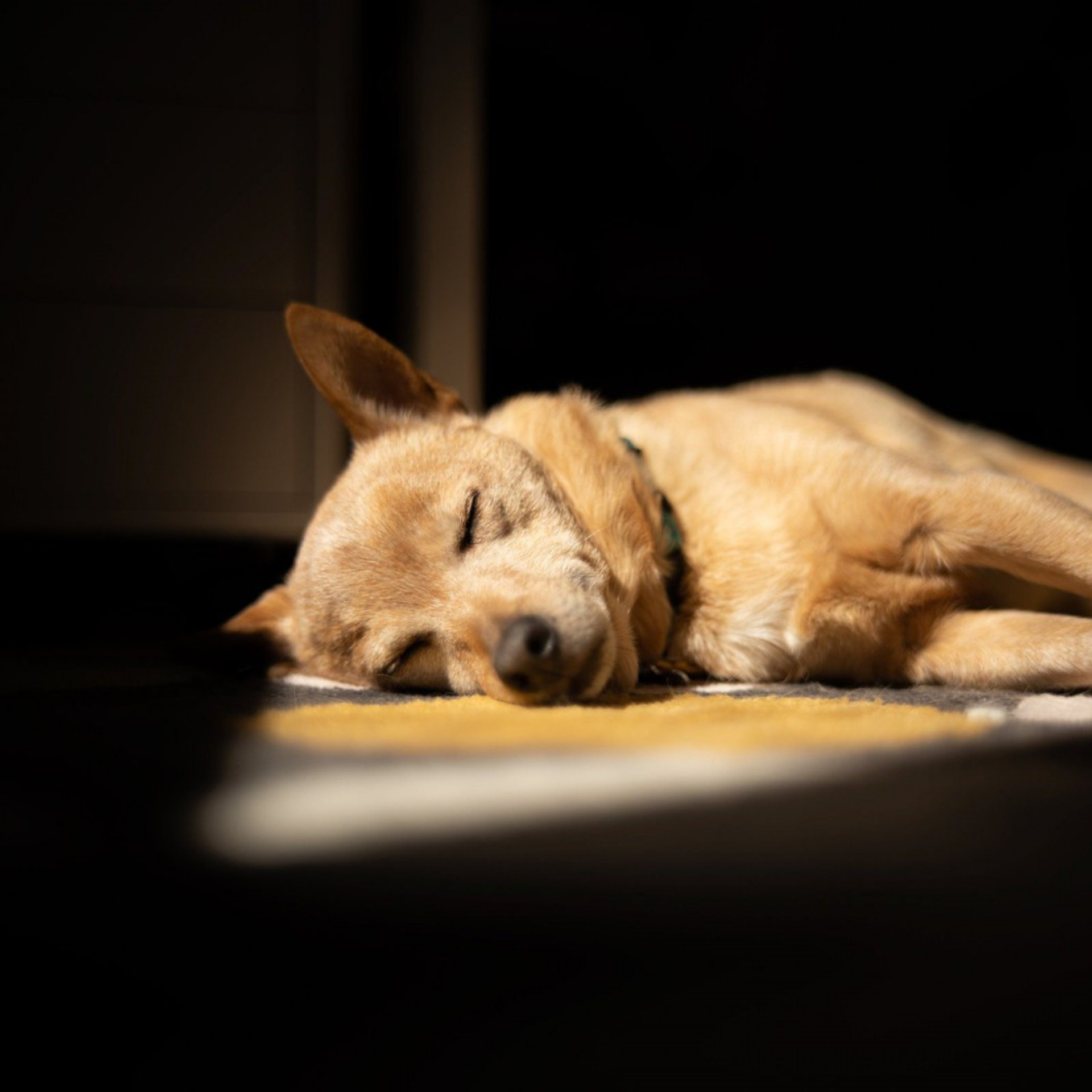 Широкоугольный мануальный объектив Laowa Argus 28 mm F1.2 FF. Фотограф — видеограф в Москве Дмитрий Менделеев