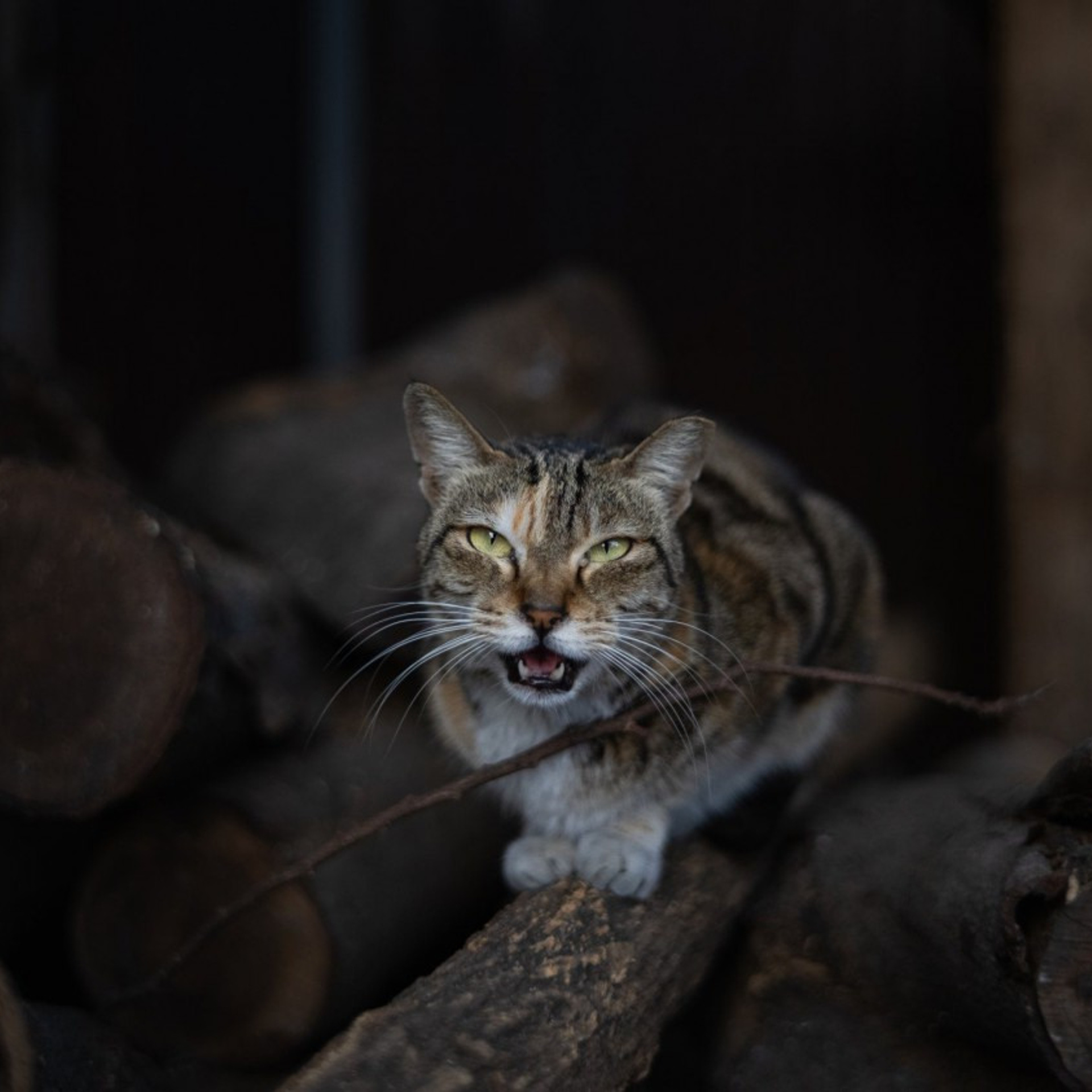 Широкоугольный мануальный объектив Laowa Argus 28 mm F1.2 FF. Фотограф — видеограф в Москве Дмитрий Менделеев